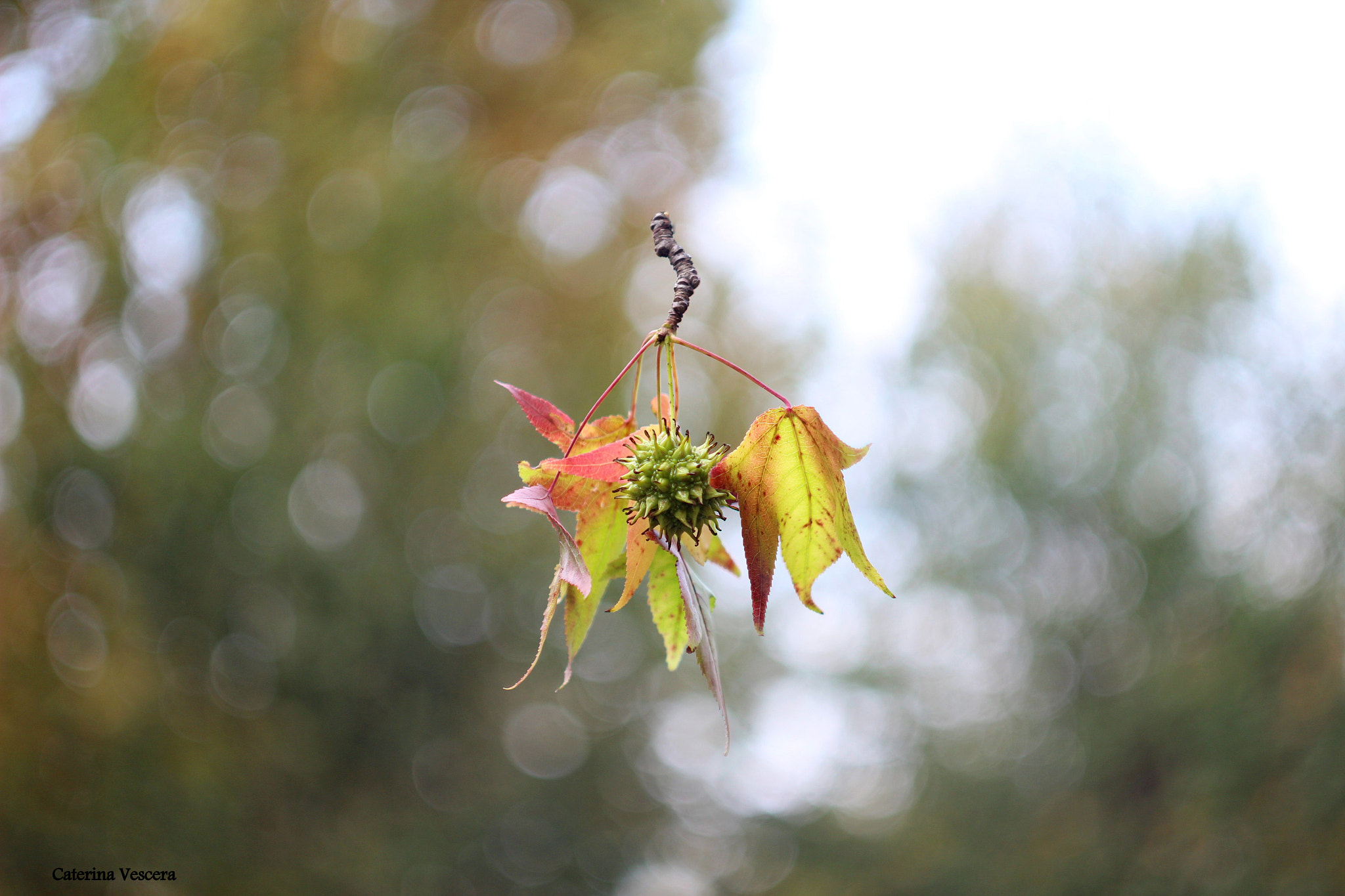 Canon EF 35-80mm f/4-5.6 sample photo. L’autunno è una seconda primavera, quando ogni foglia è un fiore. (albert camus) photography