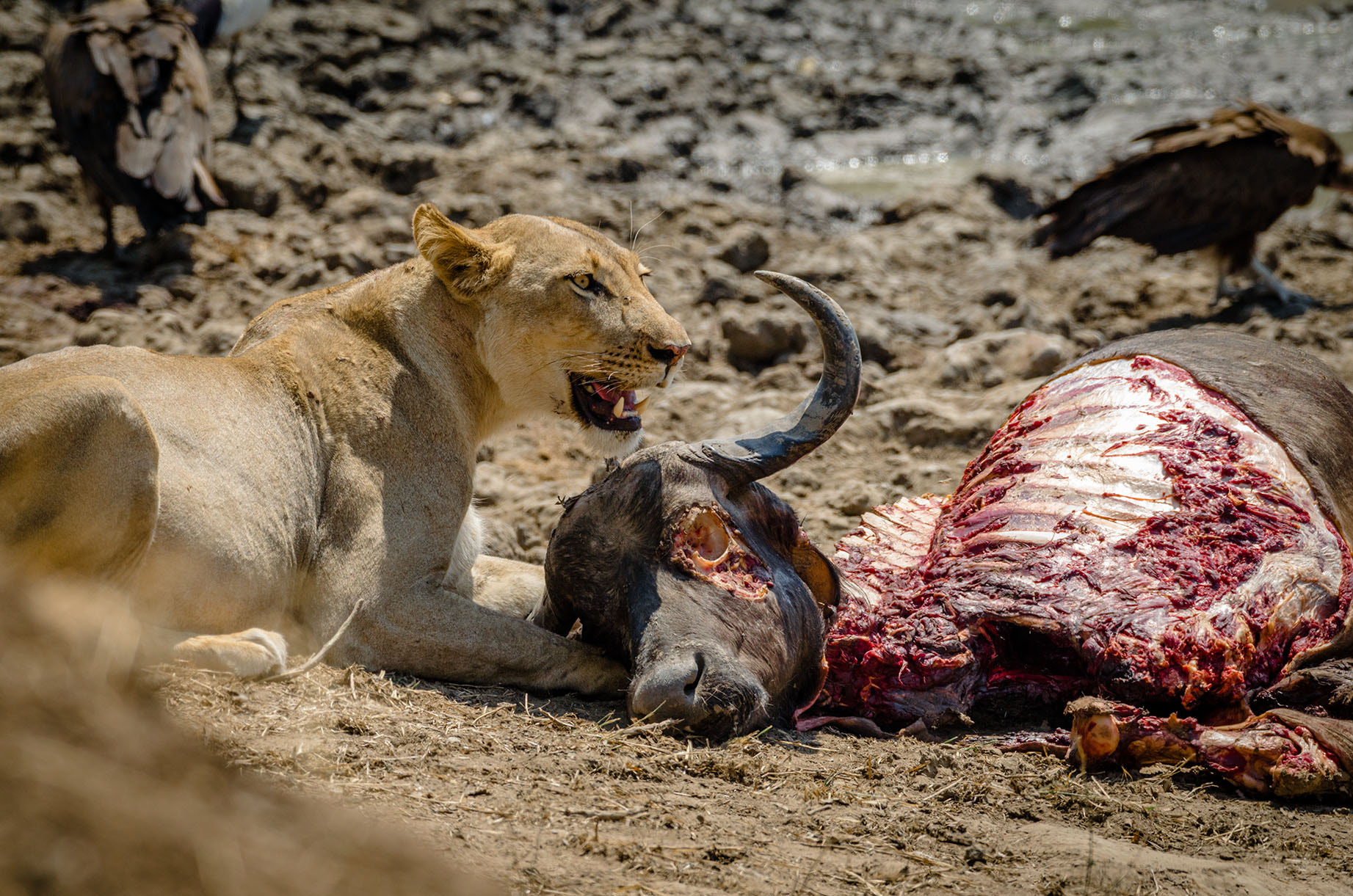 Nikon AF-S Nikkor 200-500mm F5.6E ED VR sample photo. Female lion at kill photography