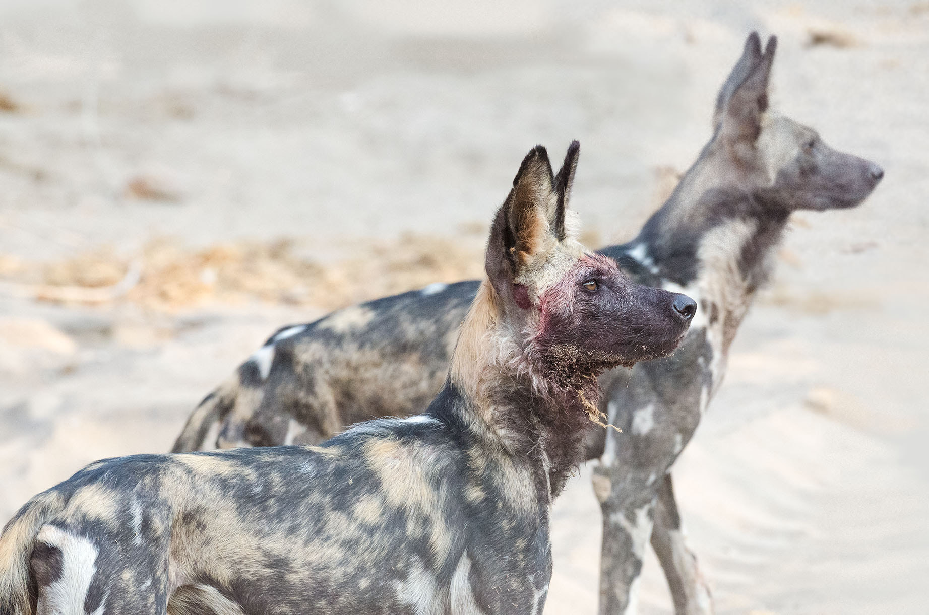 Nikon AF-S Nikkor 200-500mm F5.6E ED VR sample photo. African wild dog photography