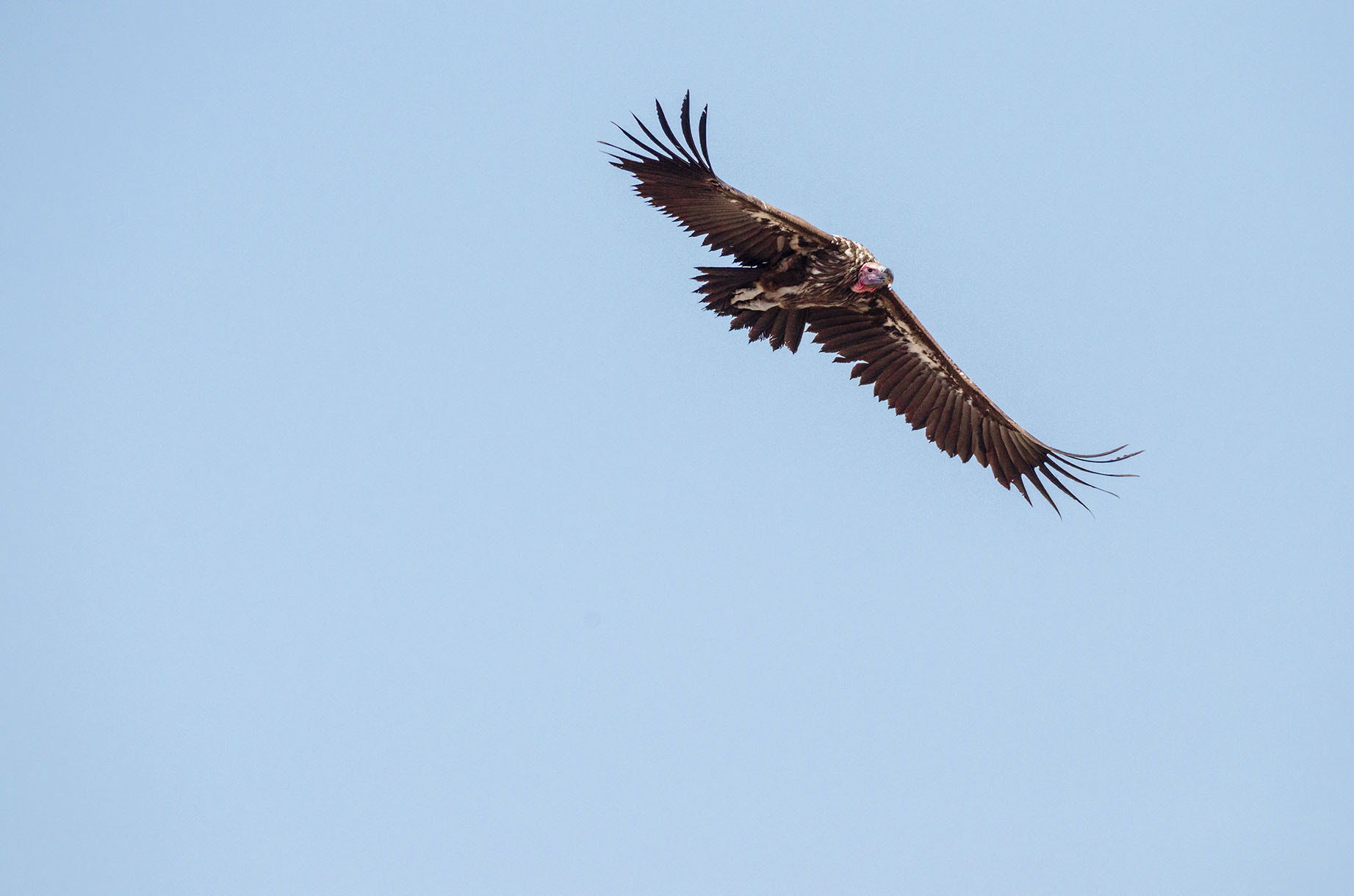 Nikon AF-S Nikkor 200-500mm F5.6E ED VR sample photo. Lappet faced vulture photography