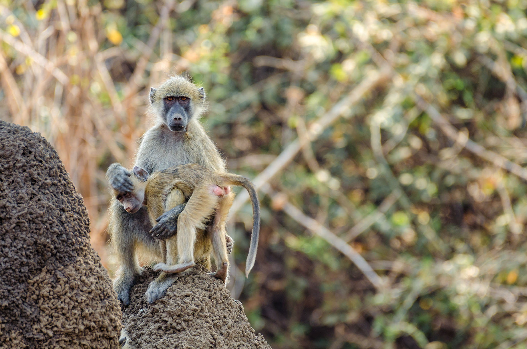 Nikon AF-S Nikkor 200-500mm F5.6E ED VR sample photo. Yellow baboon with young photography