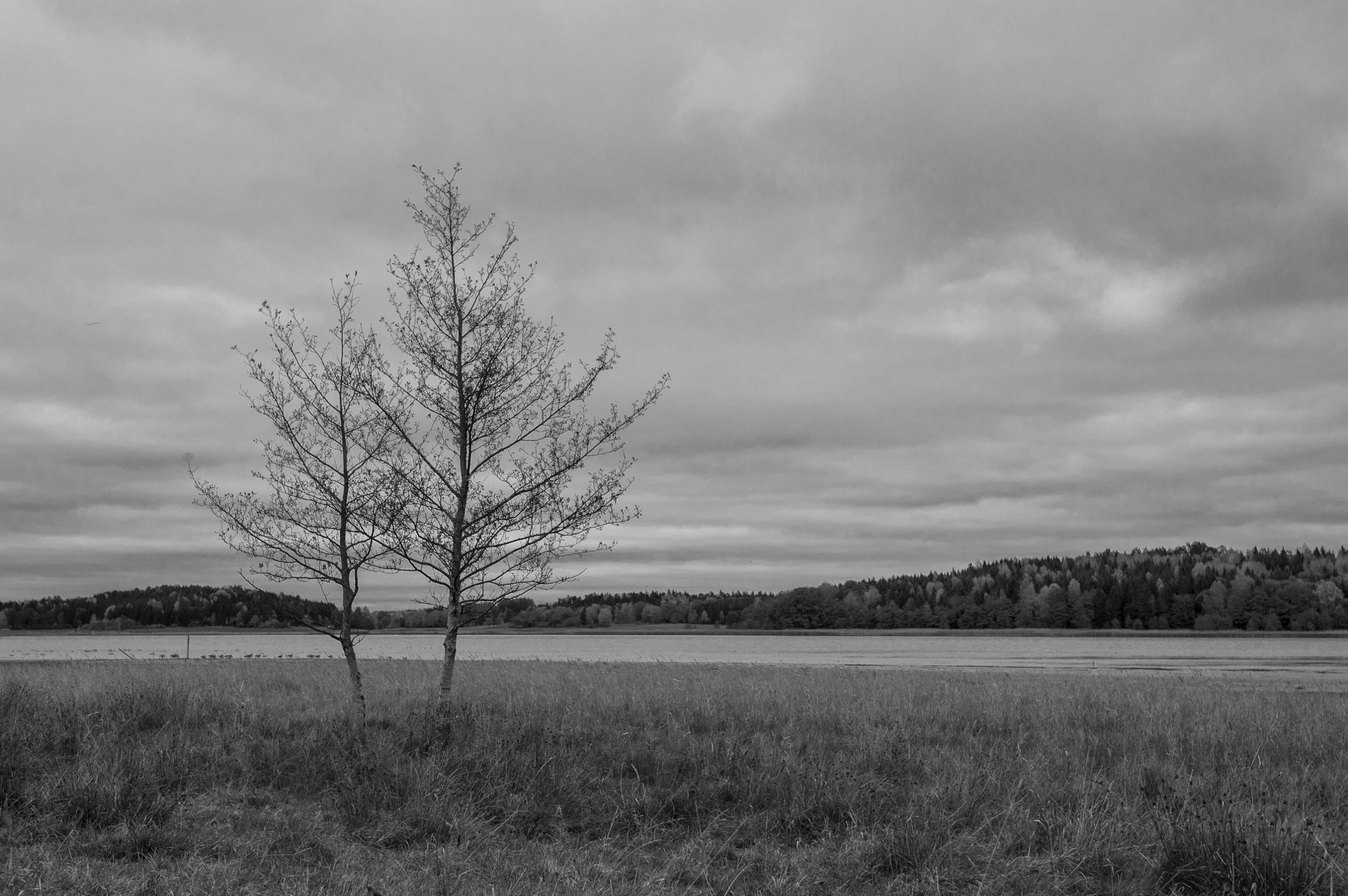 Nikon D3 sample photo