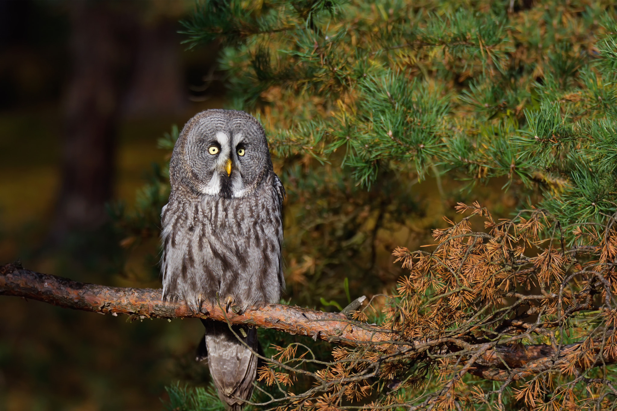 Nikon D7100 sample photo. Great grey owl (strix nebulosa) photography