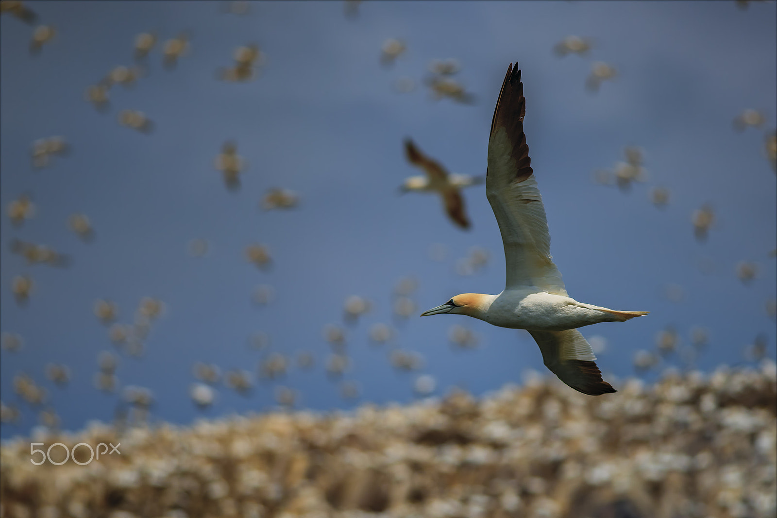 Nikon D810 + Nikon AF-S Nikkor 300mm F4D ED-IF sample photo. Gannets on bass rock, scotland photography