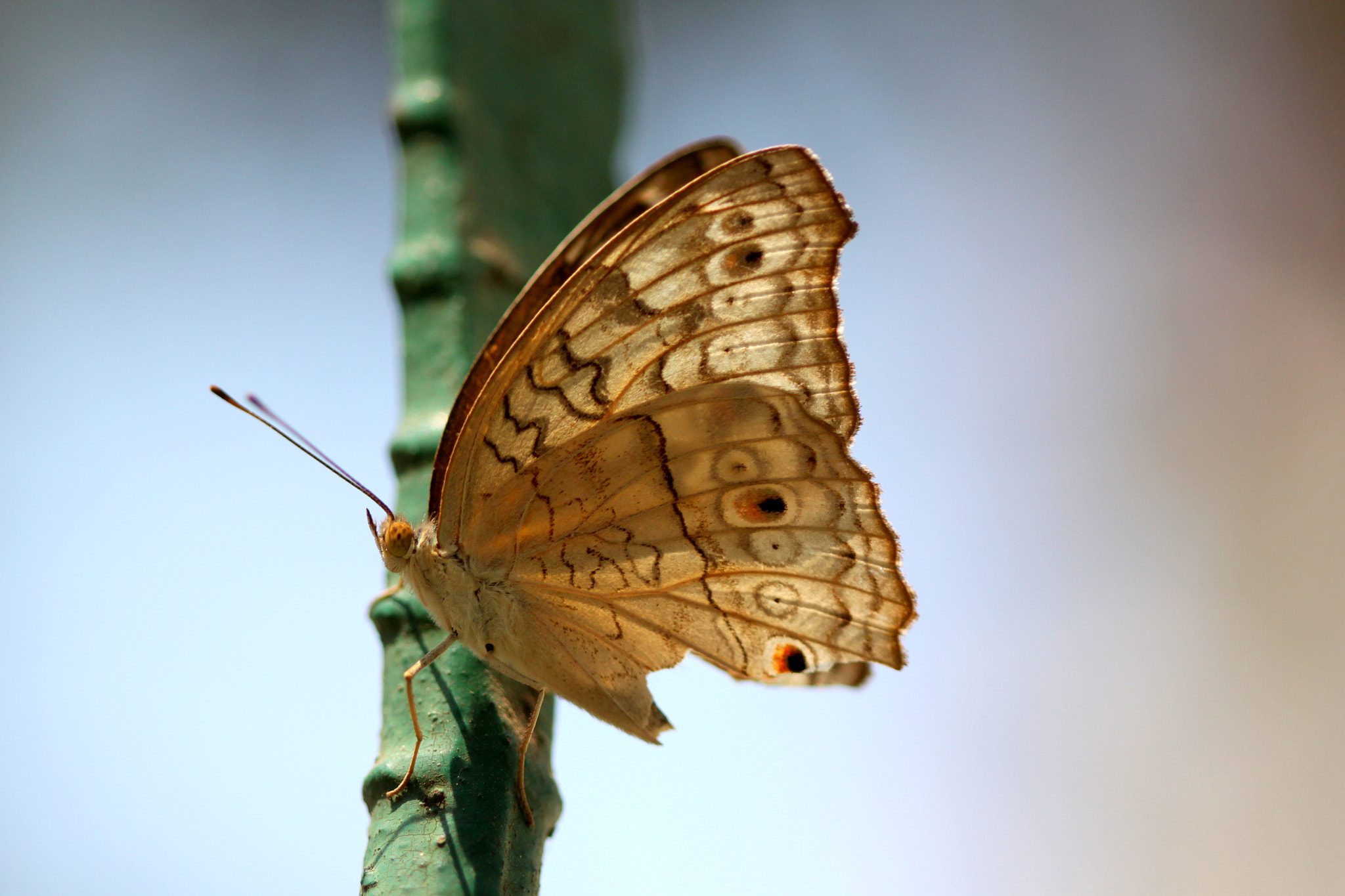 Canon EF 100mm F2.8 Macro USM sample photo. Urban butterfly photography