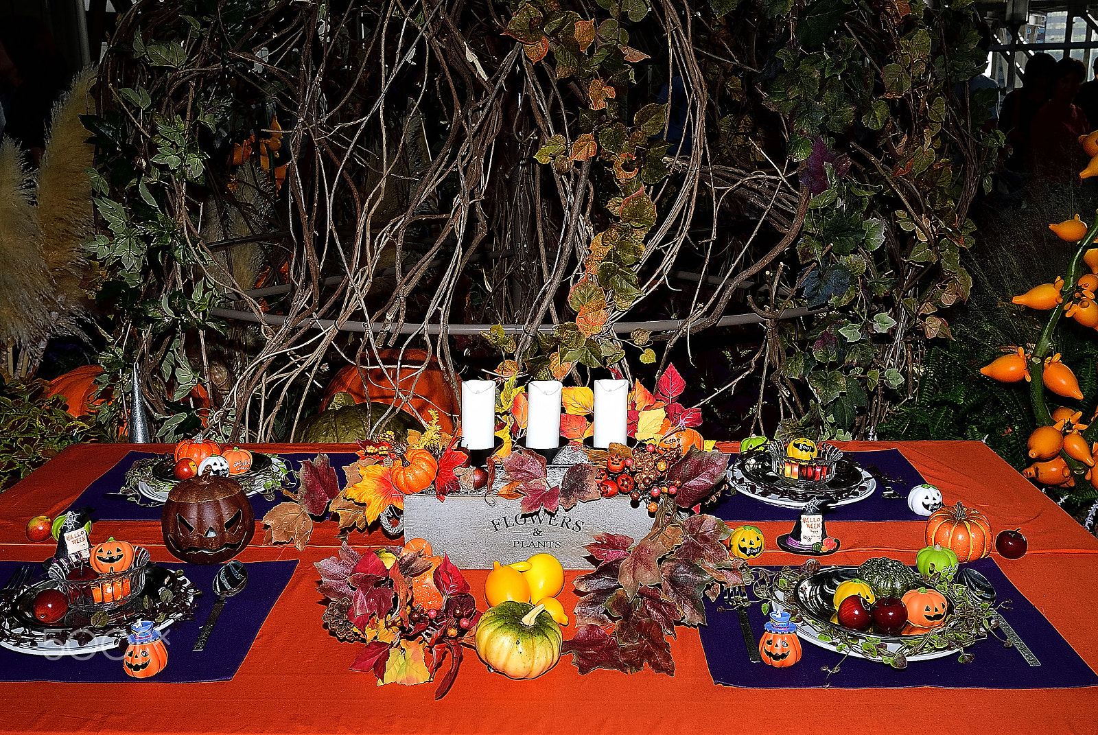 Nikon AF-S Nikkor 16-35mm F4G ED VR sample photo. Invite to happy halloween photography