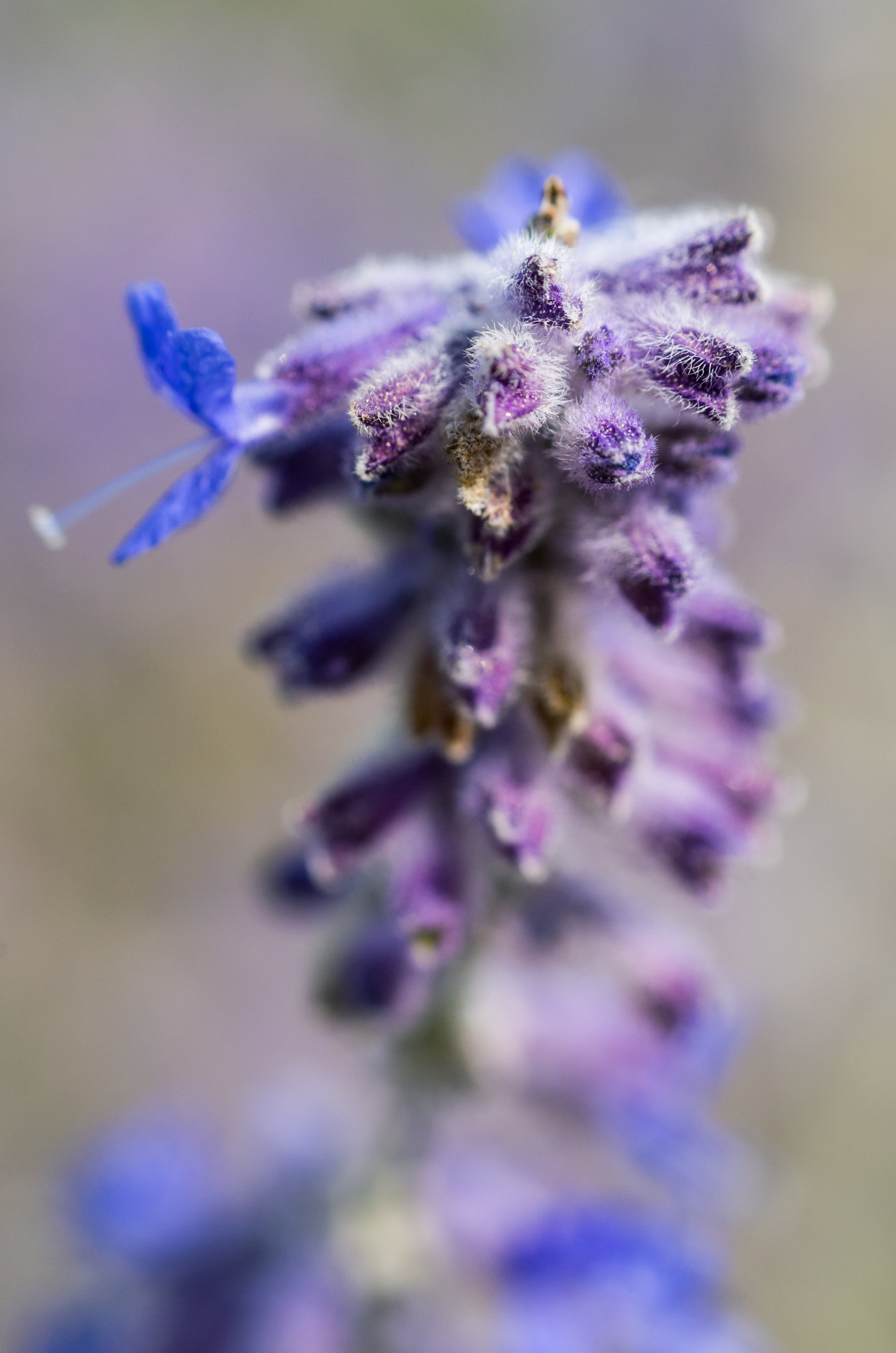 Pentax K-30 + Pentax smc DA 50mm F1.8 sample photo. Blue flower photography