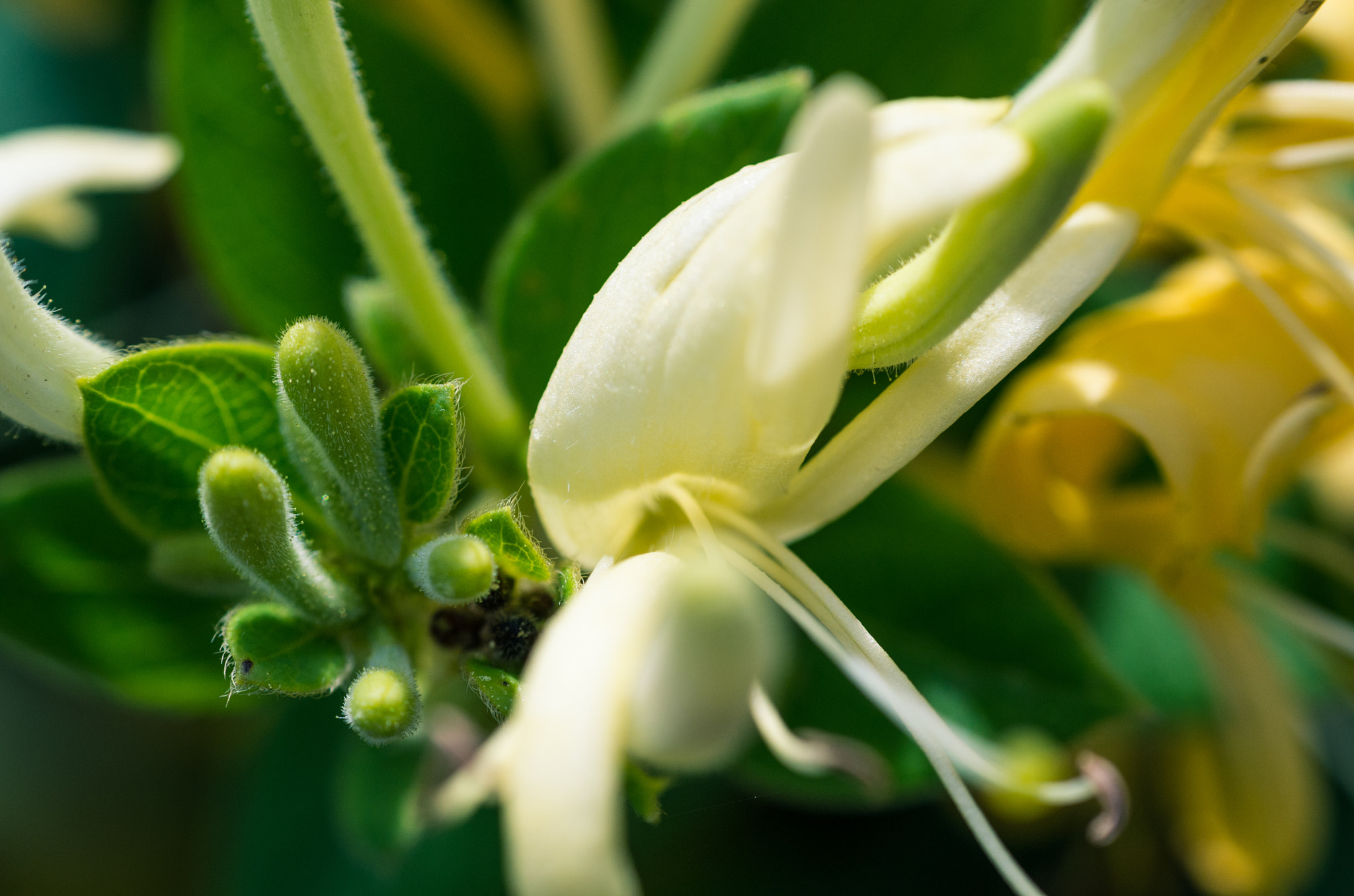 Pentax K-30 + Pentax smc DA 50mm F1.8 sample photo. Green flower photography