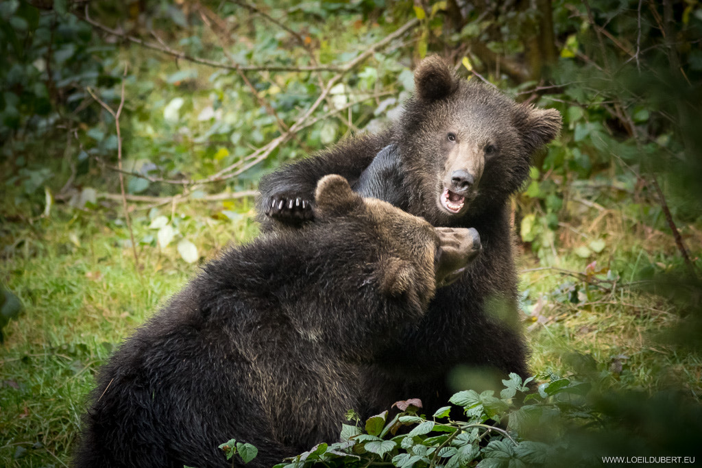 Canon EOS 7D Mark II + Canon EF 300mm F4L IS USM sample photo. La bagarre des ours bruns photography