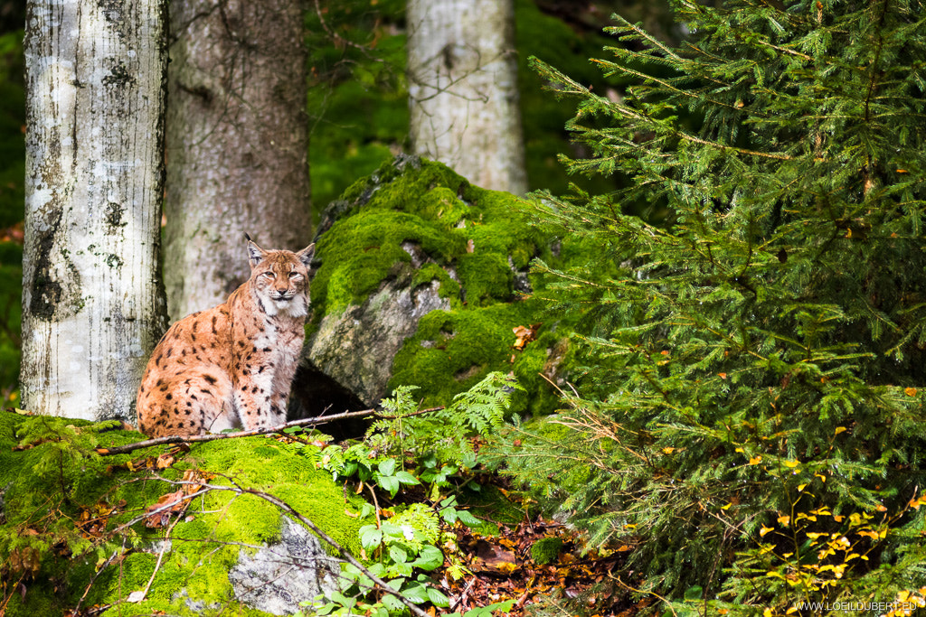 Canon EF 300mm F4L IS USM sample photo. Eyes of the lynx photography