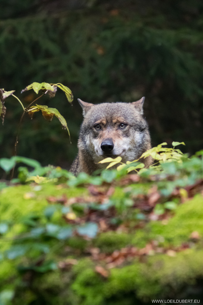 Canon EOS 7D Mark II + Canon EF 300mm F4L IS USM sample photo. Loup du bayerisher wald photography