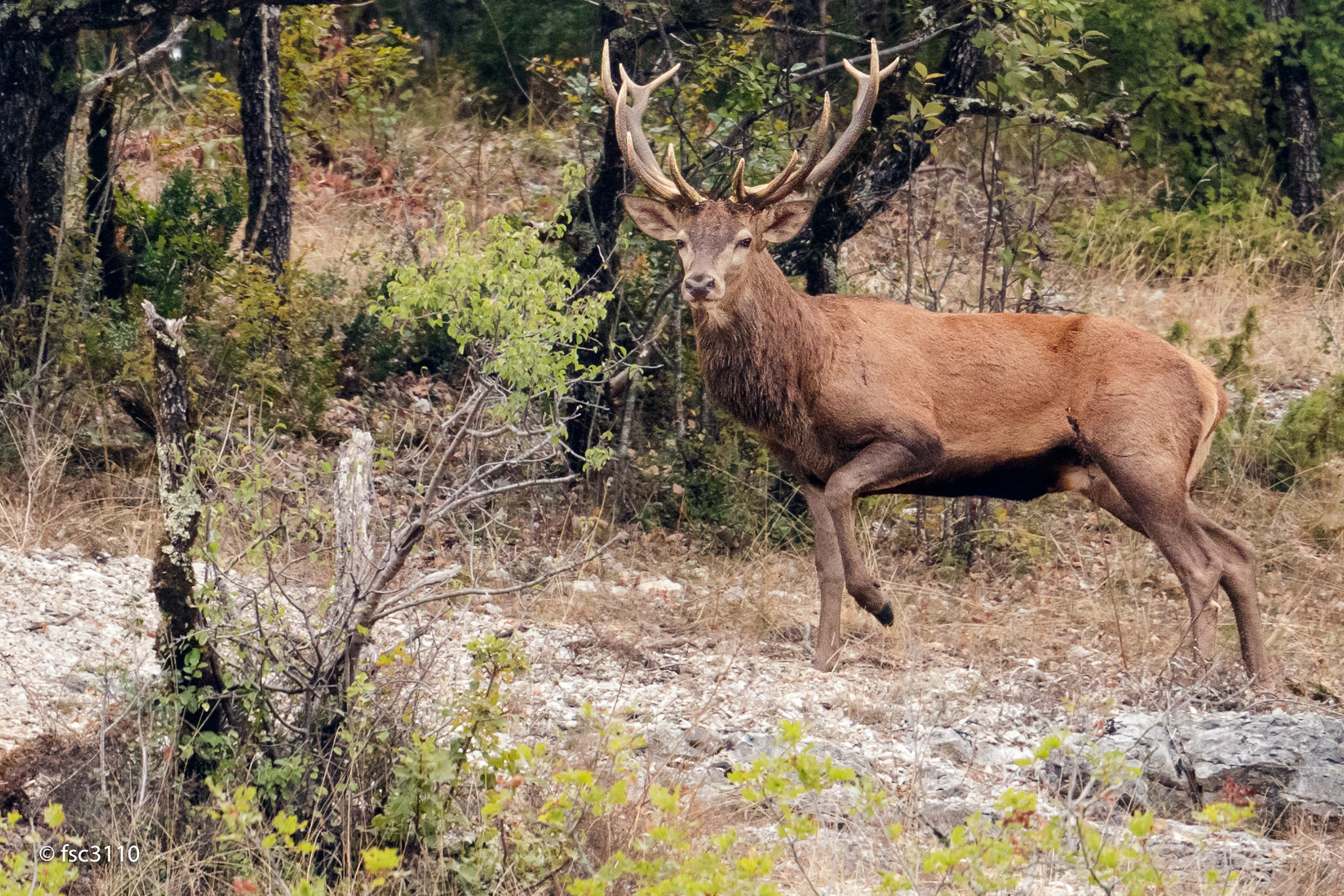 Canon EOS-1D X Mark II + Canon EF 500mm F4L IS II USM sample photo. Red deer photography