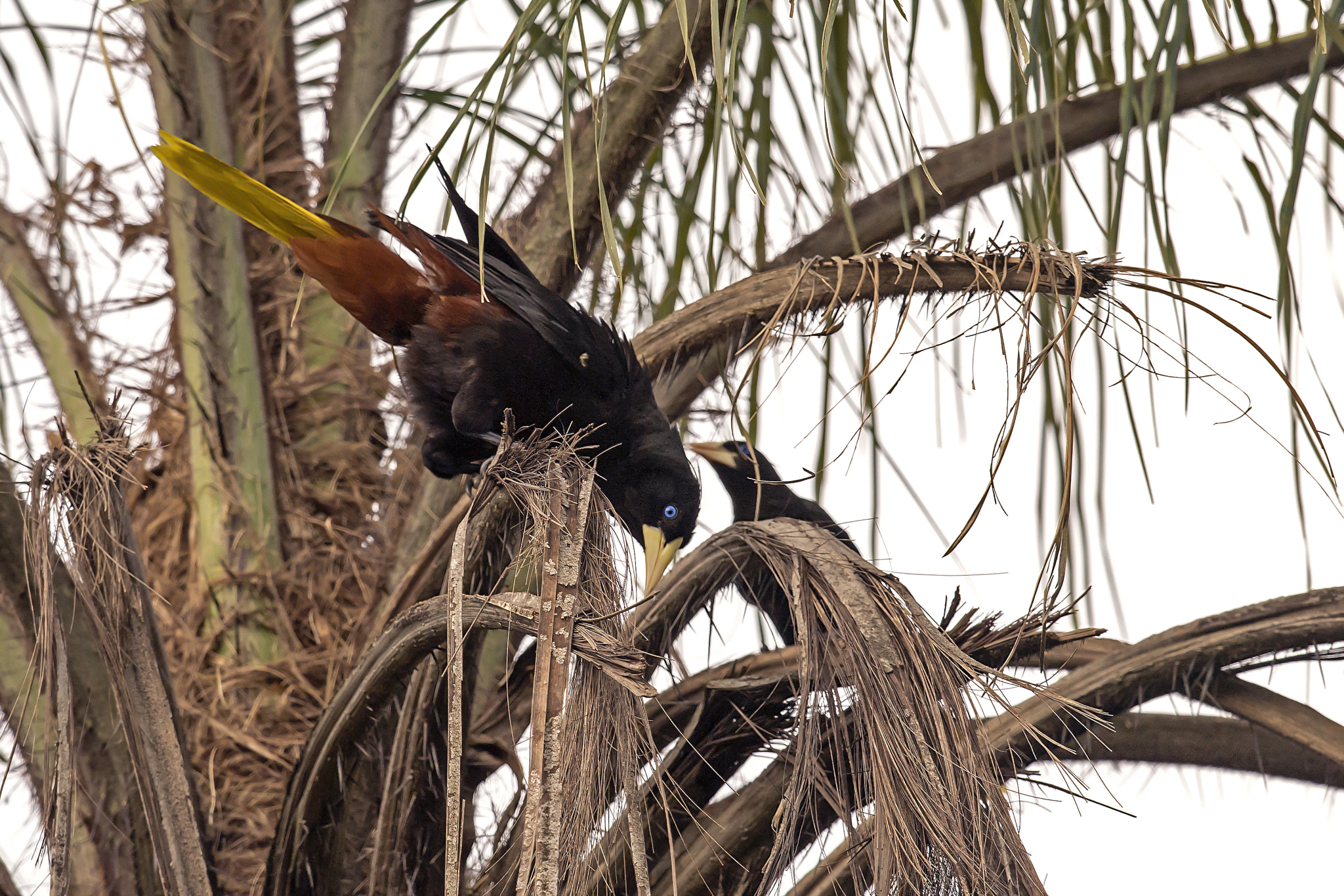 Nikon AF-S Nikkor 800mm F5.6E FL ED VR sample photo. Crested oropendola photography