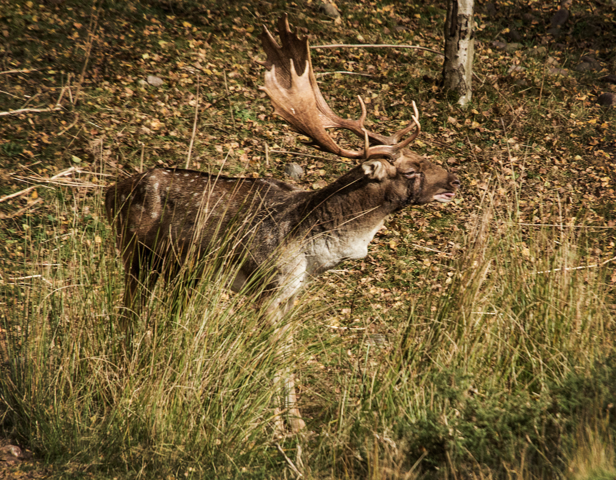 Sigma 50-500mm f/4-6.3 APO HSM EX sample photo. Mature stag photography