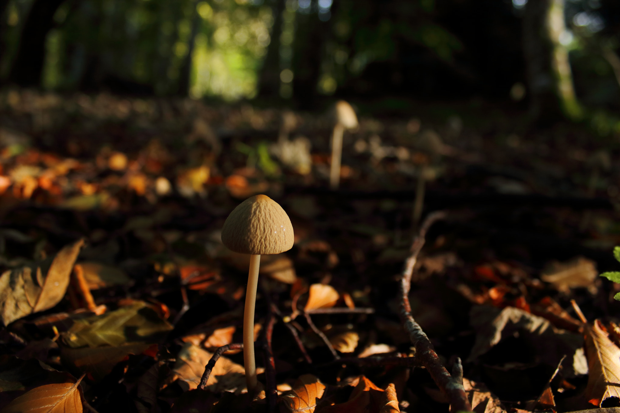 Canon EOS 750D (EOS Rebel T6i / EOS Kiss X8i) sample photo. Balnagowan mushroom photography