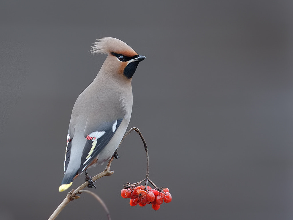 Canon EOS-1D Mark III sample photo. Waxwing.  photography