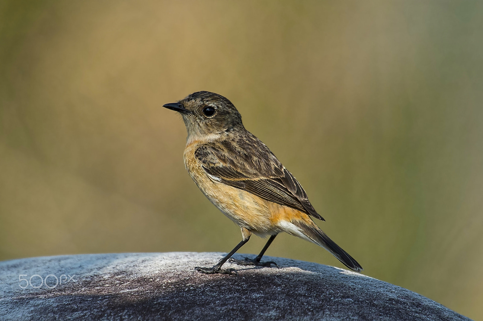 Nikon D4 sample photo. Siberian stonechat photography