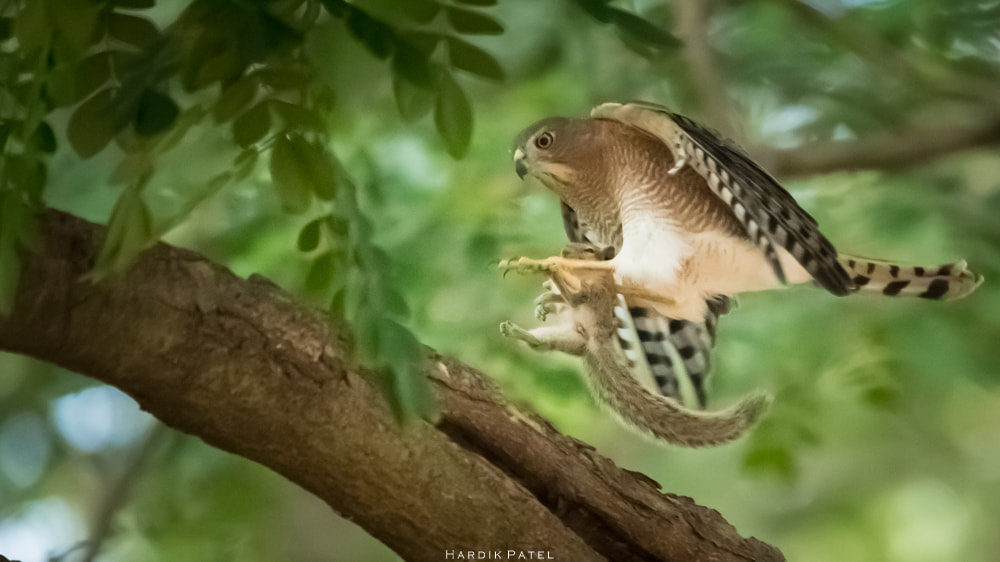 Nikon D5 sample photo. Caught the catch.. photography