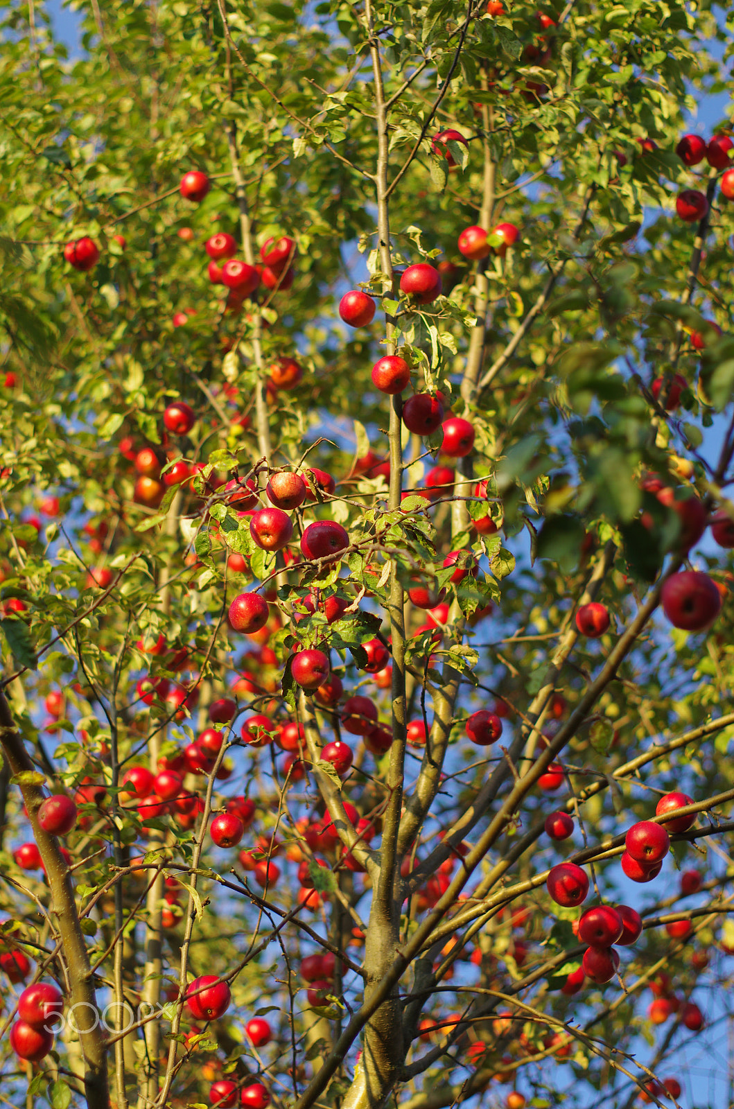 Pentax K-5 sample photo. Apple tree photography