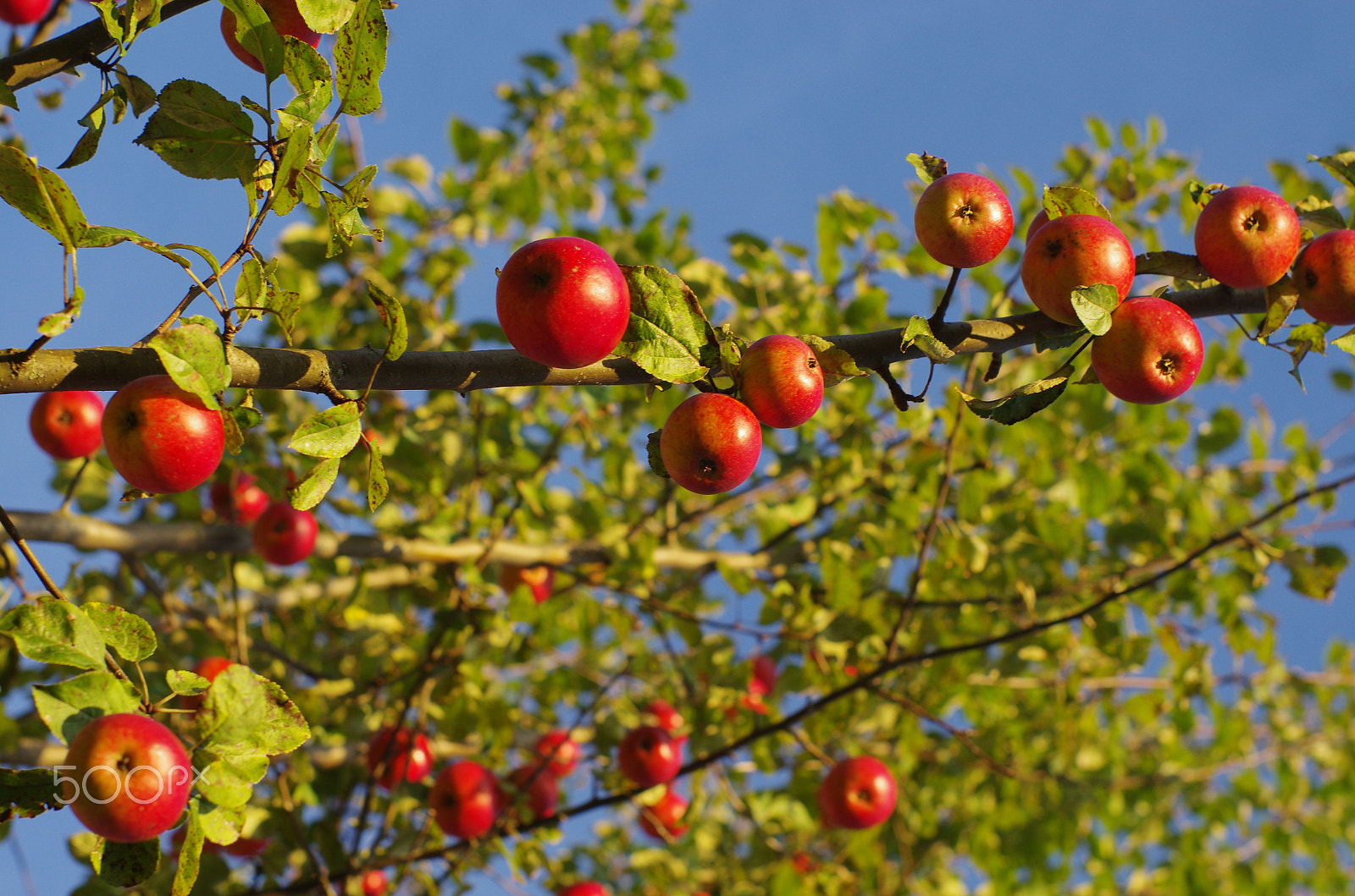 Pentax K-5 sample photo. Apple tree photography