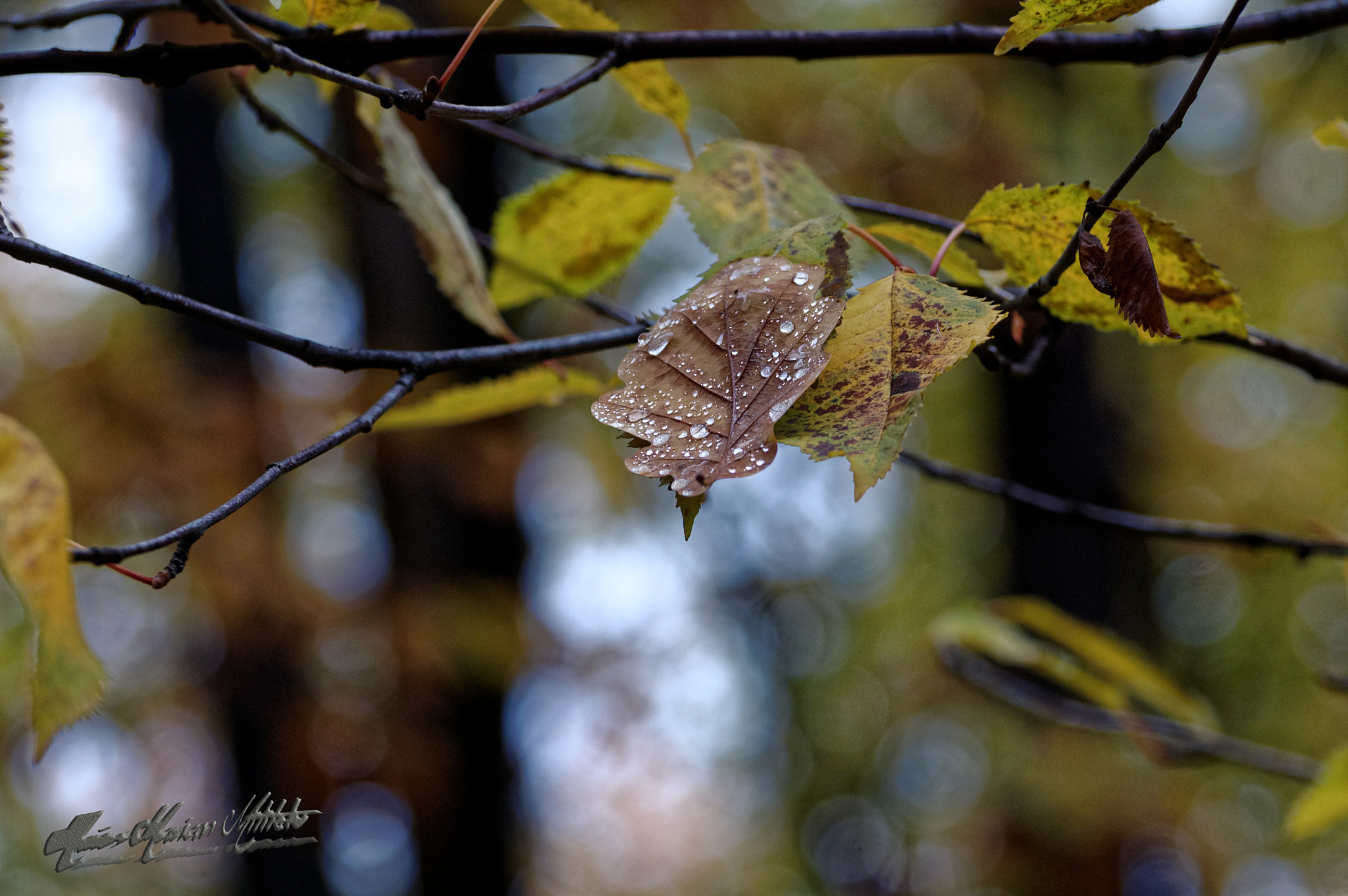 Nikon D40 sample photo. Dxo photography