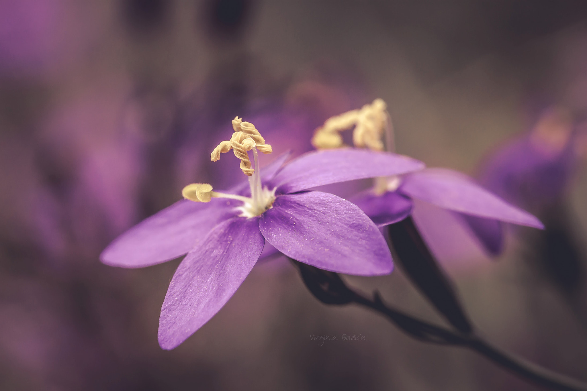 Canon EF-S 60mm F2.8 Macro USM sample photo. *** photography