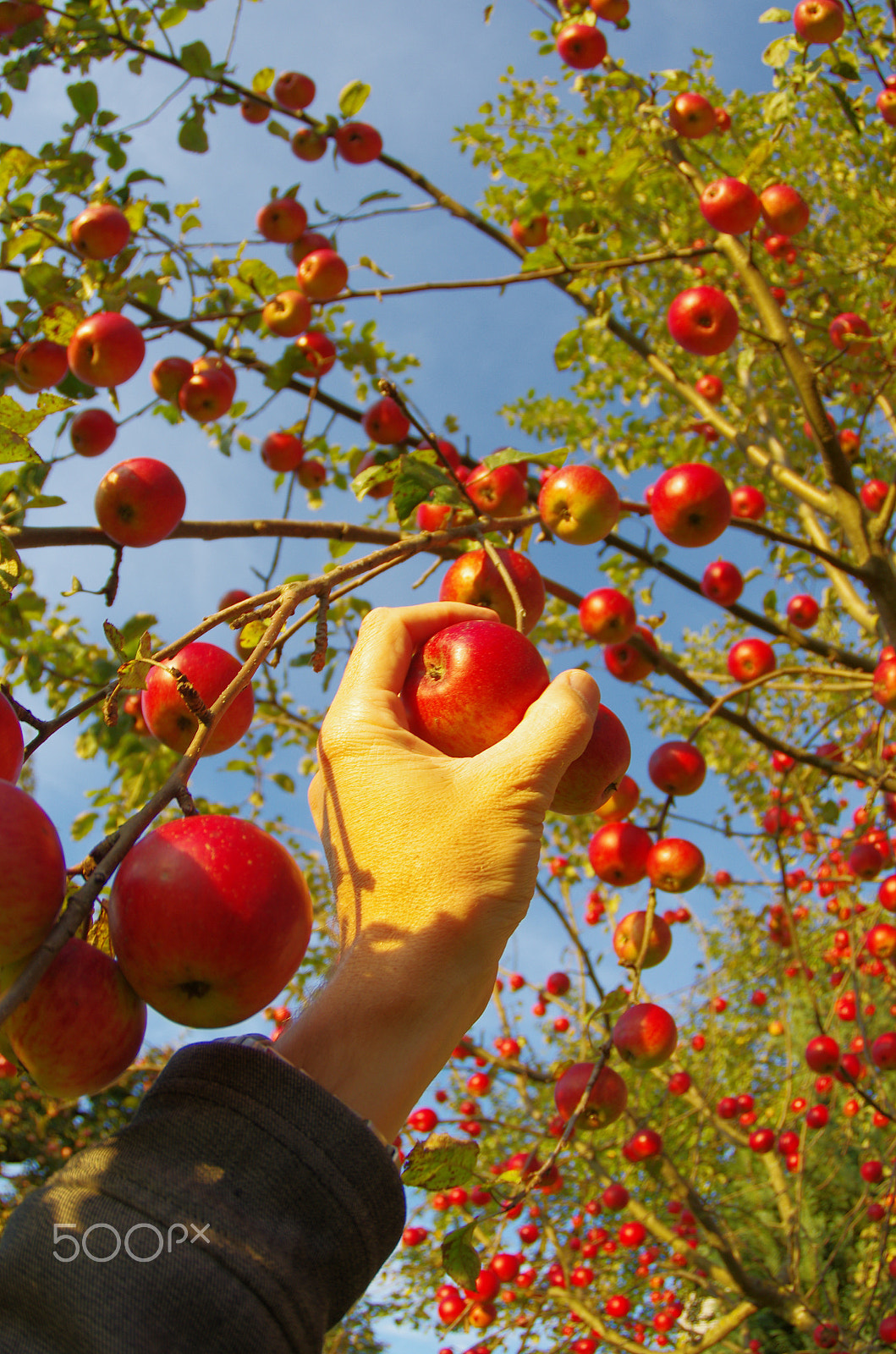 Pentax K-5 sample photo. Picking apples photography