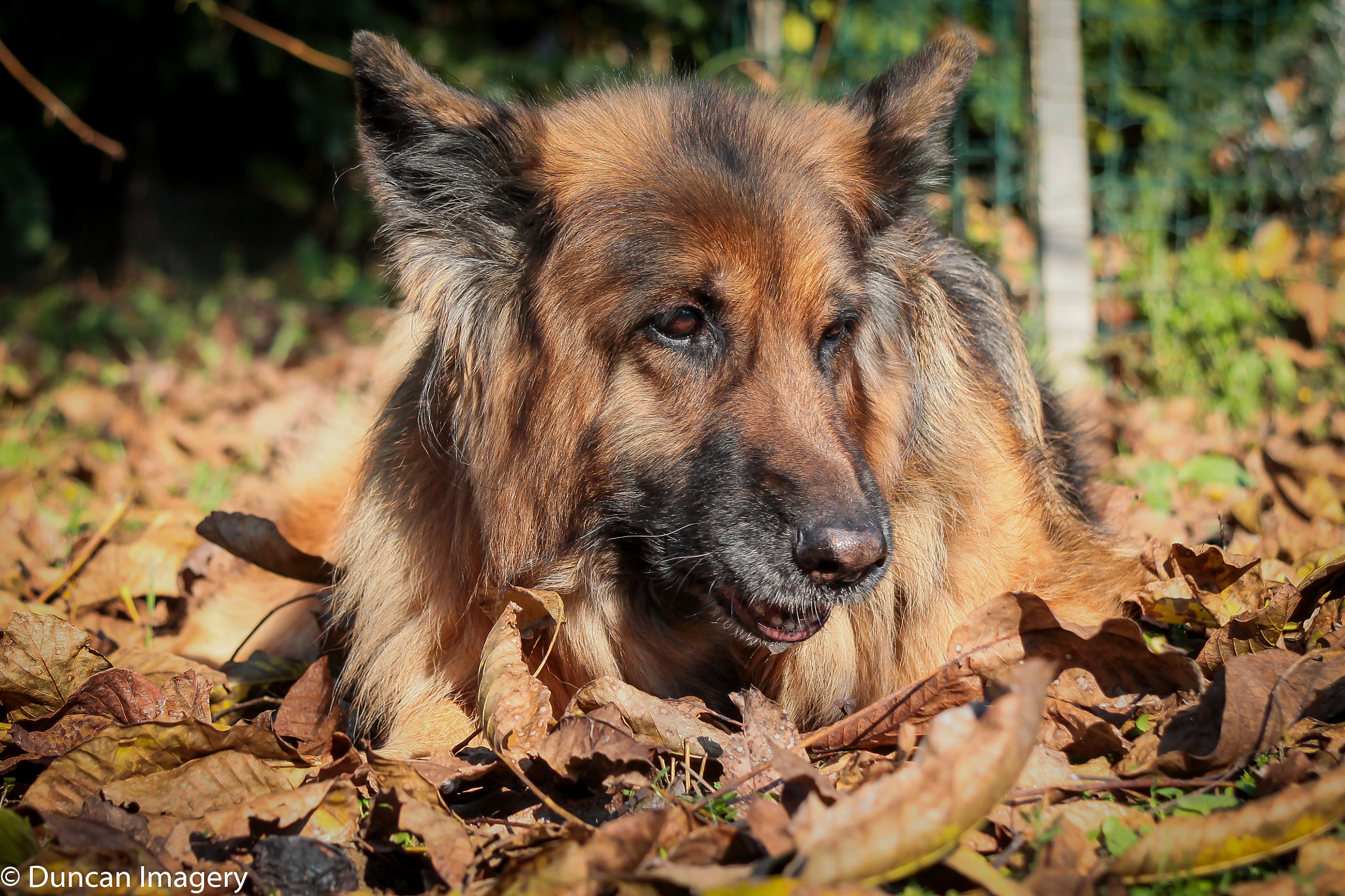 Canon EF 80-200mm F4.5-5.6 II sample photo. Roxy photography