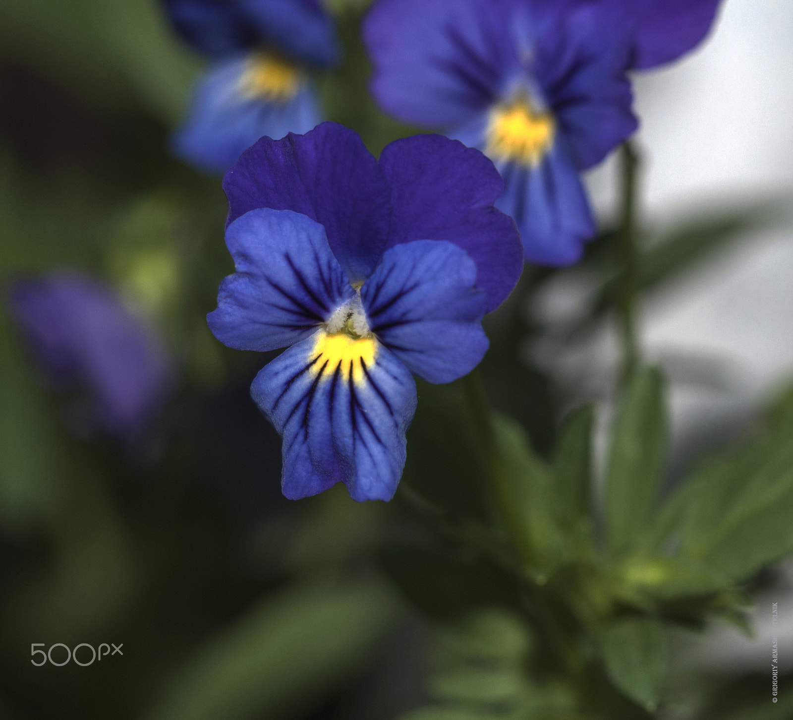 Sigma 105mm F2.8 EX DG OS HSM sample photo. Анютины глазки photography