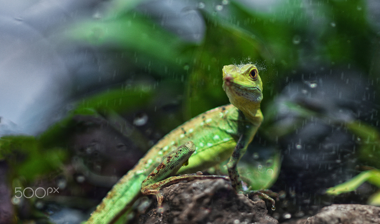 Nikon D7100 + Sigma 85mm F1.4 EX DG HSM sample photo. Green planet lizard photography