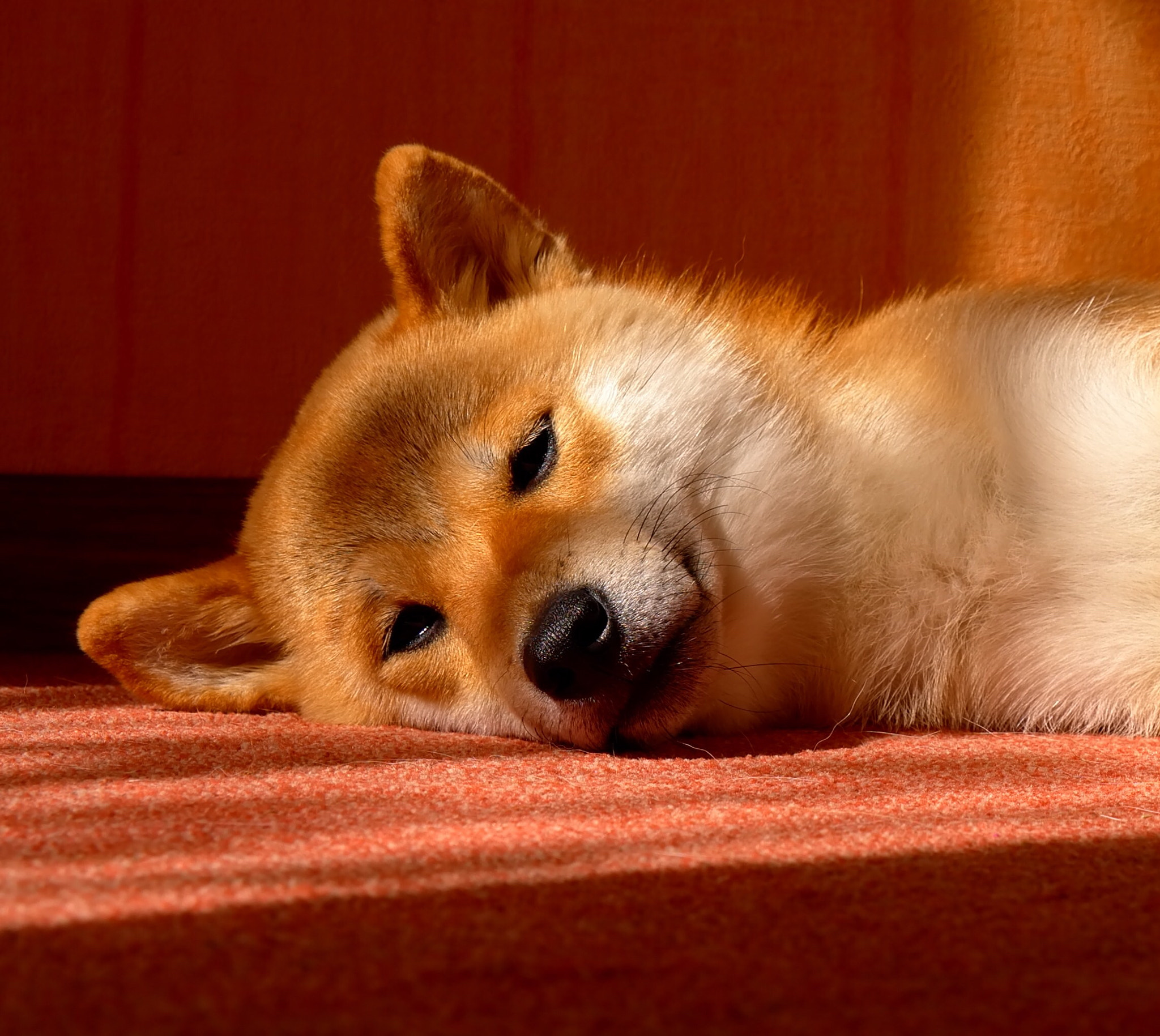 Leica T (Typ 701) sample photo. My shibainu photography