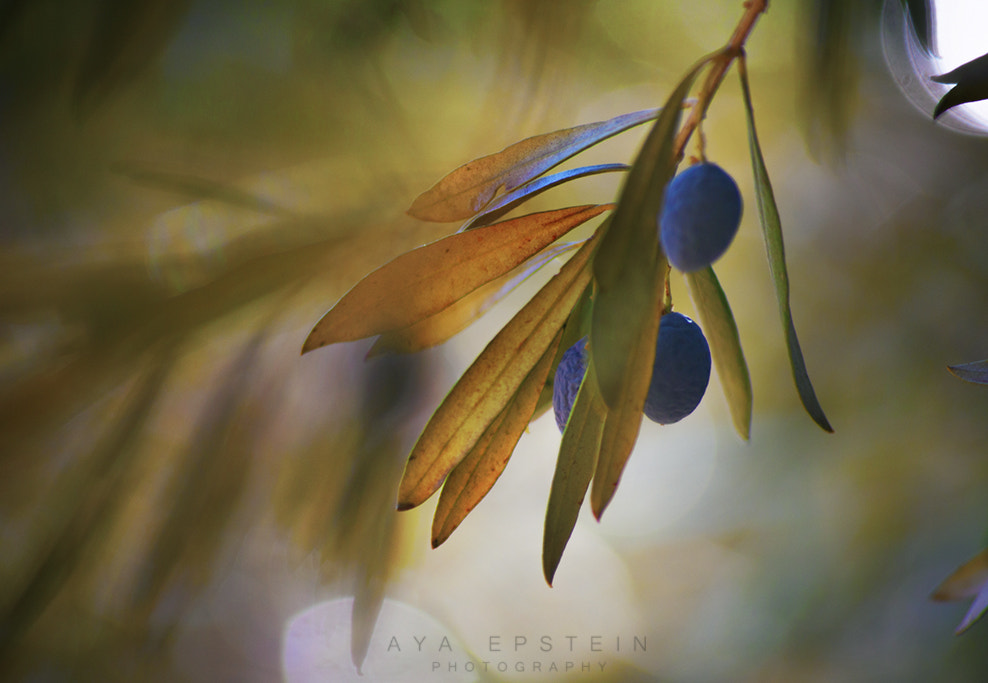 Canon EOS 5D Mark II + Sigma 50-200mm F4-5.6 DC OS HSM sample photo. Olives photography