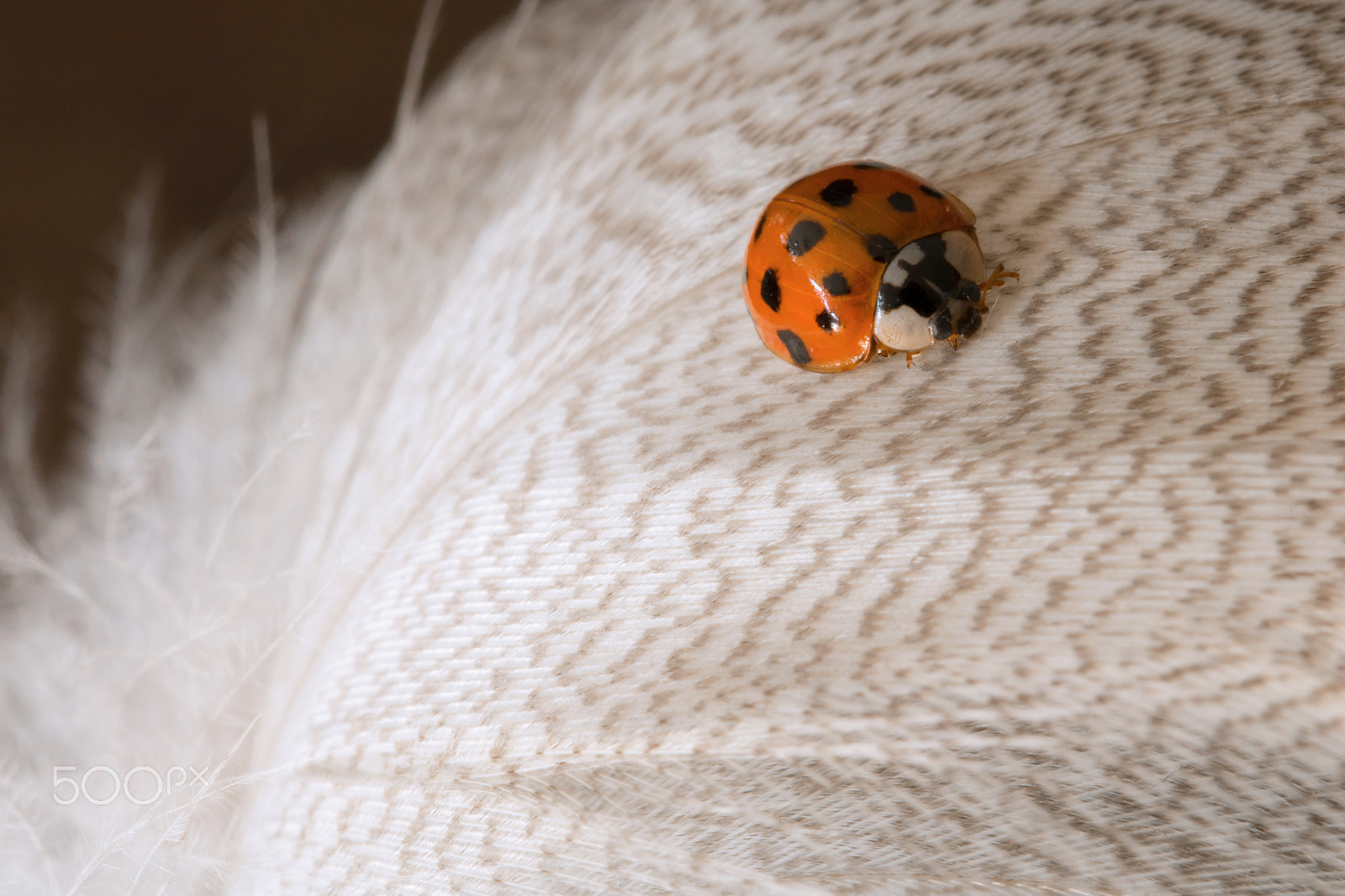 Sigma 105mm F2.8 EX DG OS HSM sample photo. Ladybug photography
