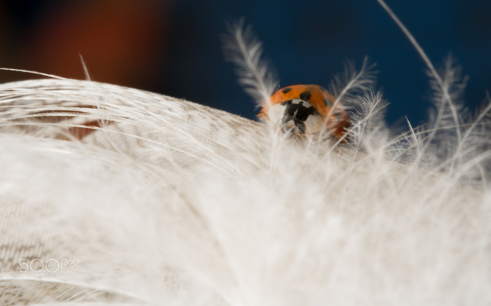 Sigma 105mm F2.8 EX DG OS HSM sample photo. Hidden ladybug photography