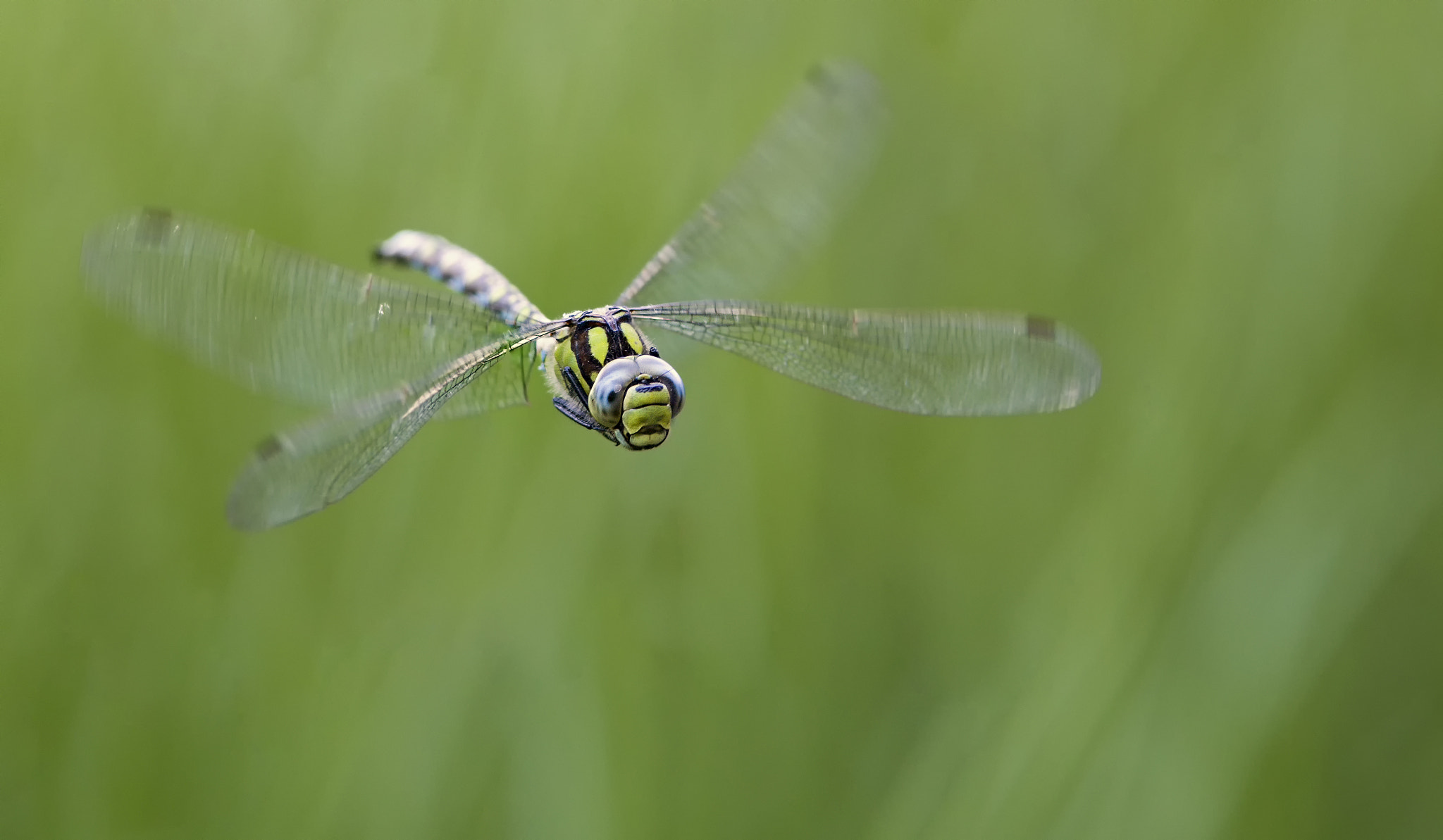 Canon EOS-1D X Mark II + Canon EF 300mm F4L IS USM sample photo. Flight of the southern hawker # 19 photography