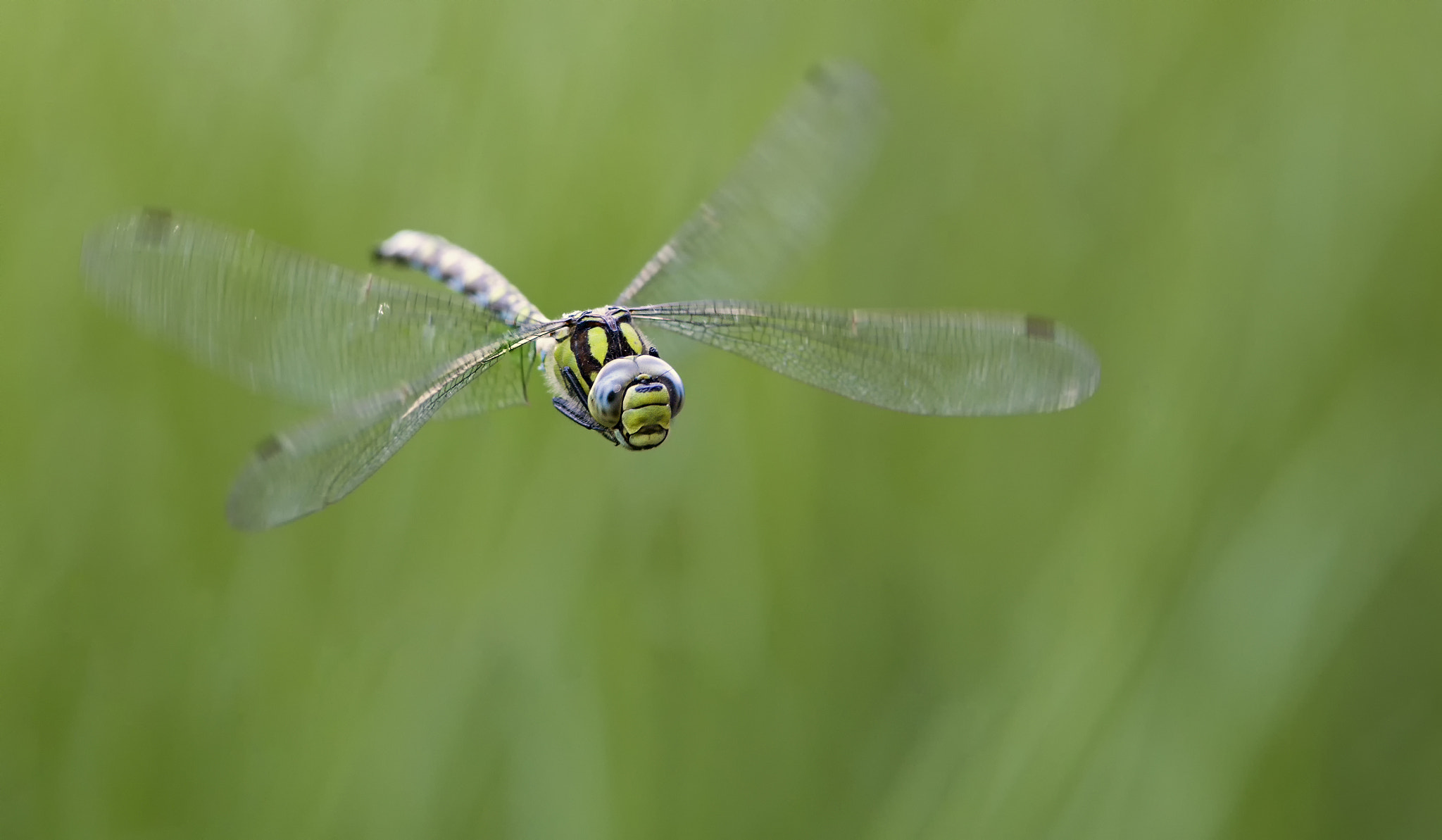 Canon EF 300mm F4L IS USM sample photo. Flight of the southern hawker # 19 photography