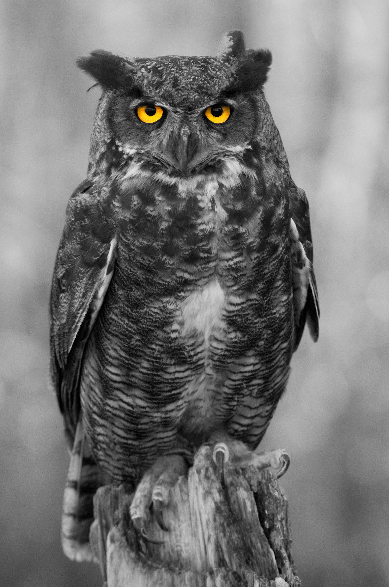 Nikon D300S sample photo. The stare photography