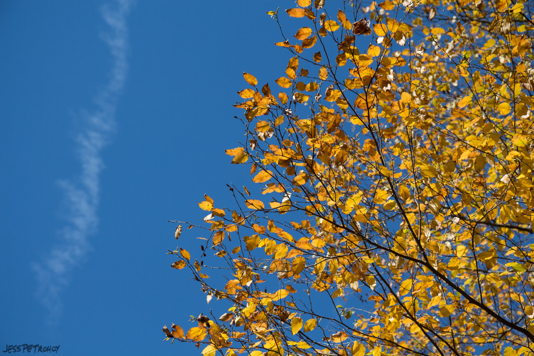 Canon EOS 650D (EOS Rebel T4i / EOS Kiss X6i) sample photo. Blue & yellow photography