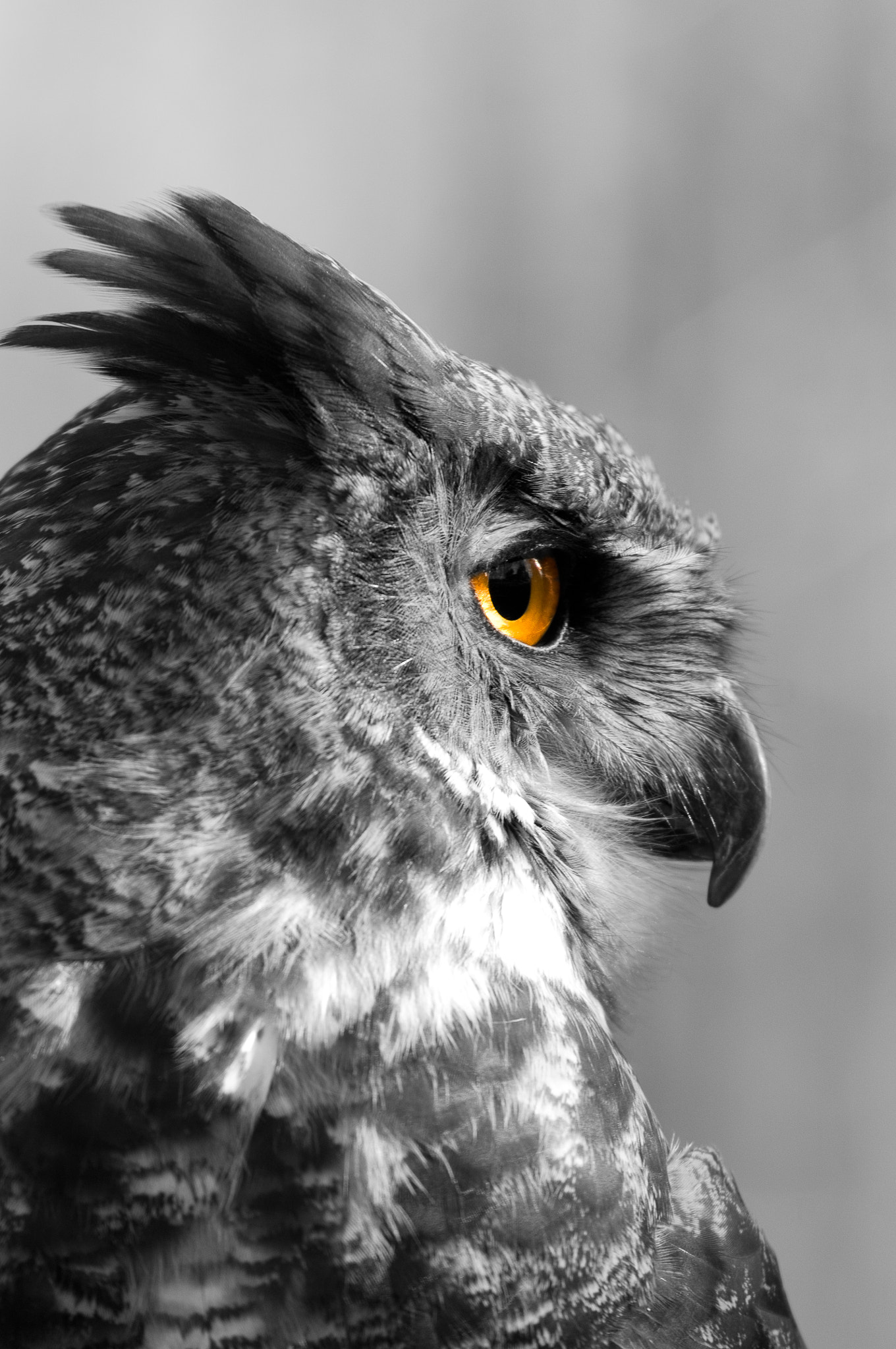 Nikon D300S sample photo. I'm eyeing you photography