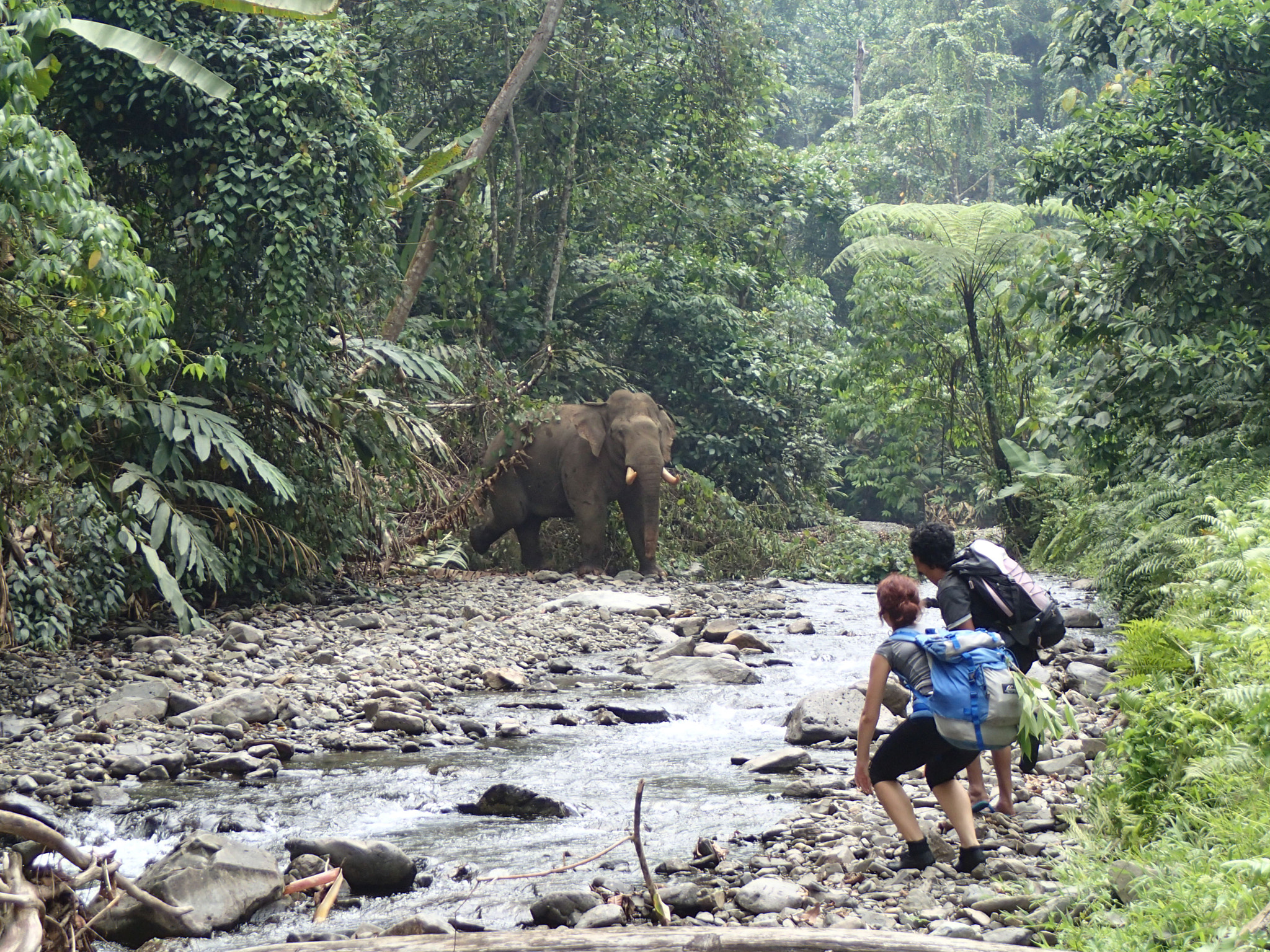 Olympus TG-2 sample photo. Elephant surprises our volunteers on hike photography