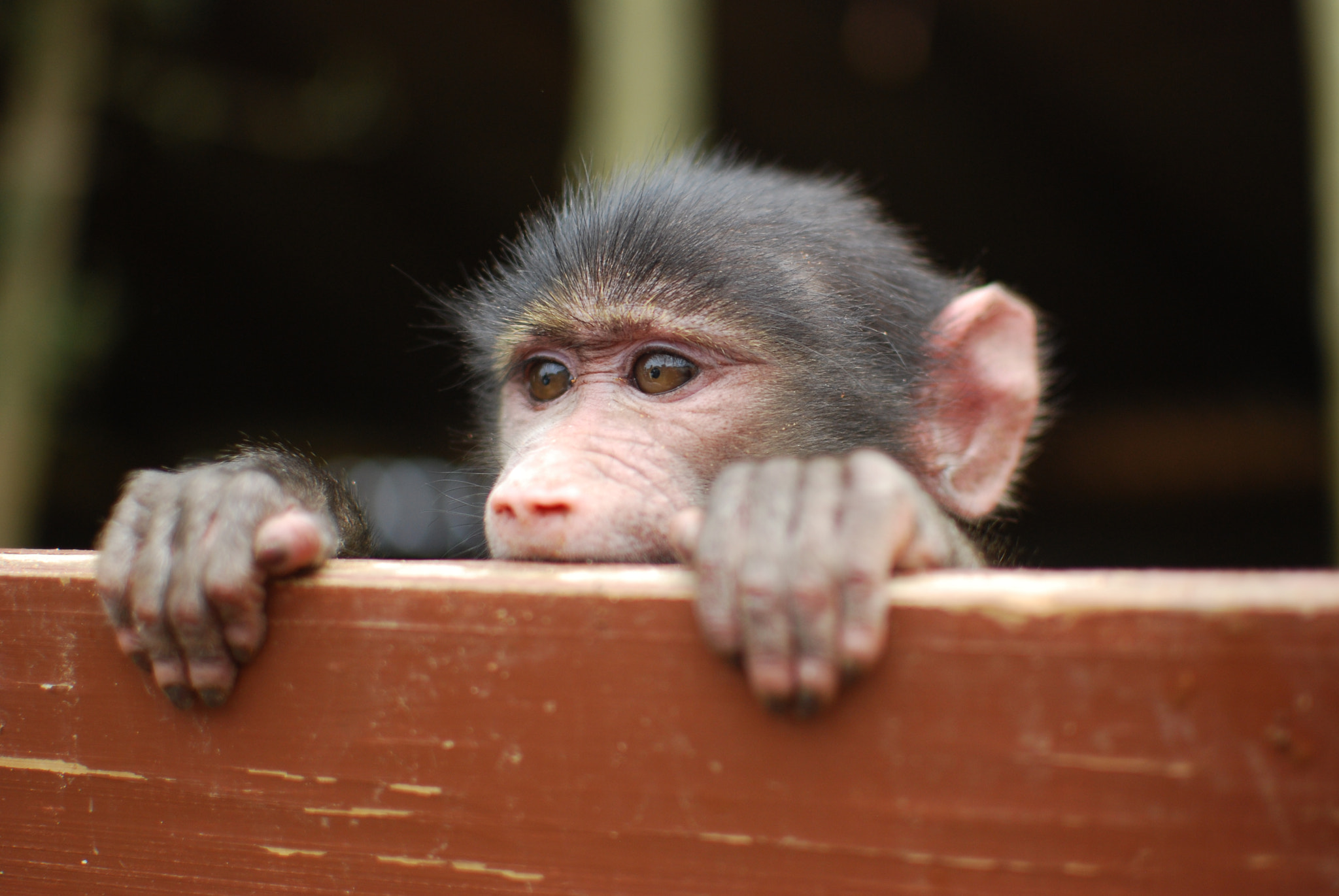 Nikon D40X + Nikon AF-S DX Nikkor 35mm F1.8G sample photo. Baby monkey peeking over box photography