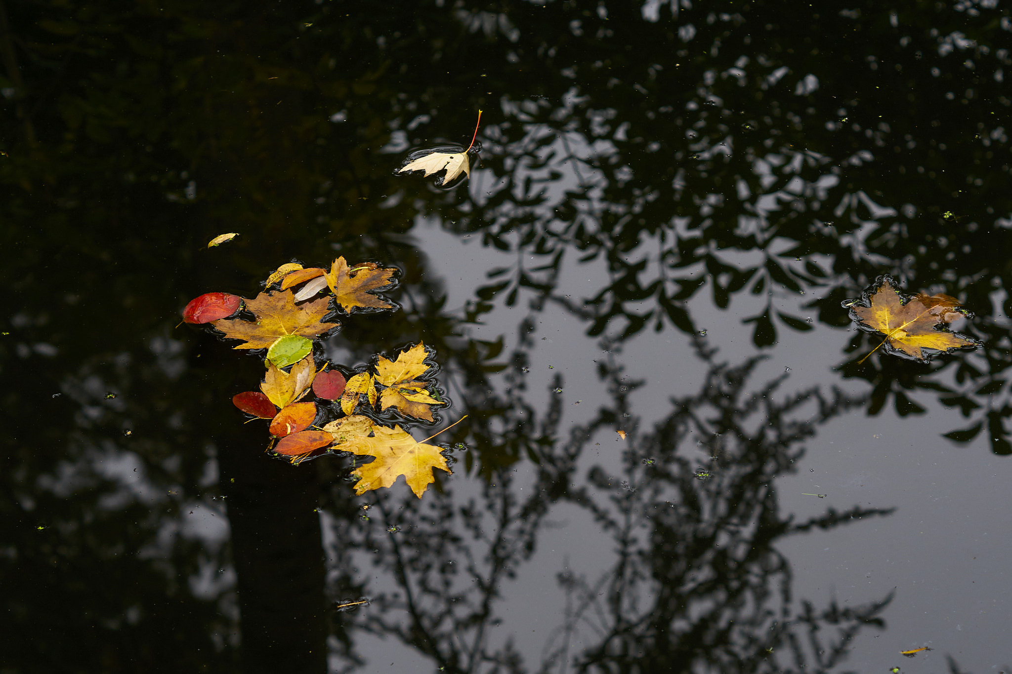 Sony DT 50mm F1.8 SAM sample photo. Drifting autumn leaves photography