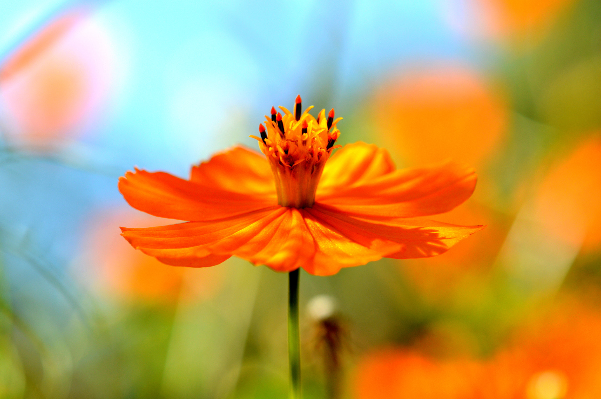 Nikon AF-S DX Micro-Nikkor 85mm F3.5G ED VR sample photo. Oeillet d'inde photography