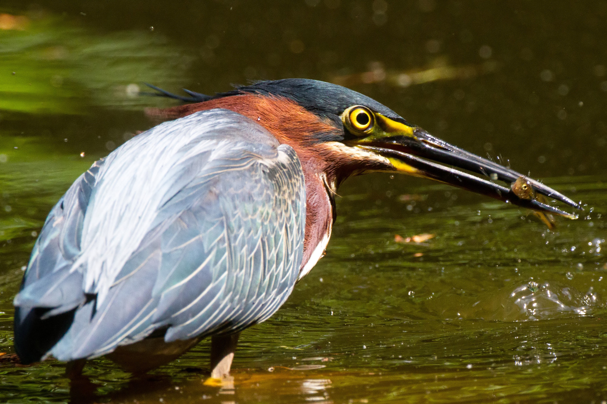 Canon EOS 7D + Canon EF 500mm F4L IS USM sample photo. Green heron &minnow photography