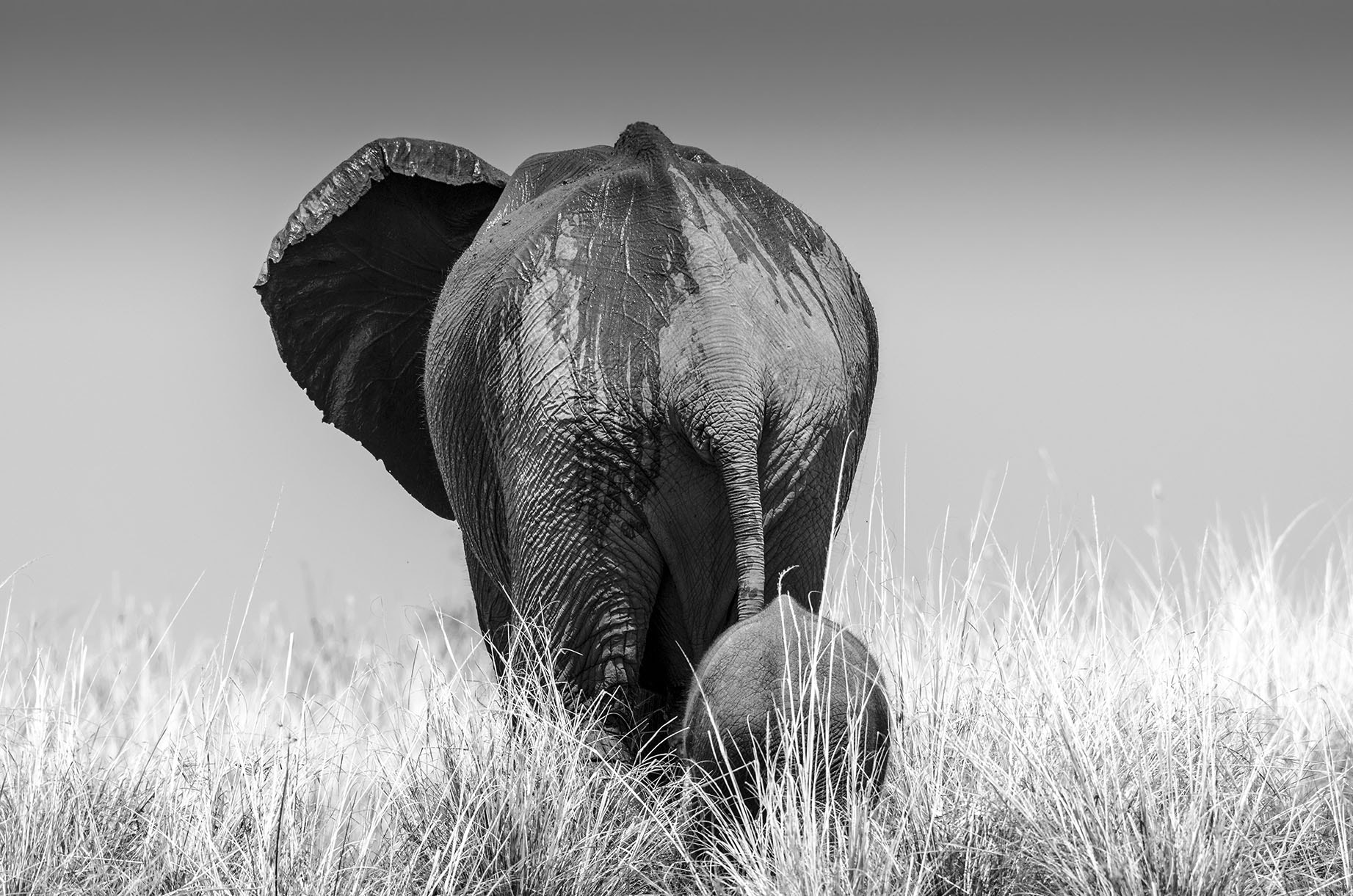 Nikon AF-S Nikkor 200-500mm F5.6E ED VR sample photo. Elephant and calf photography