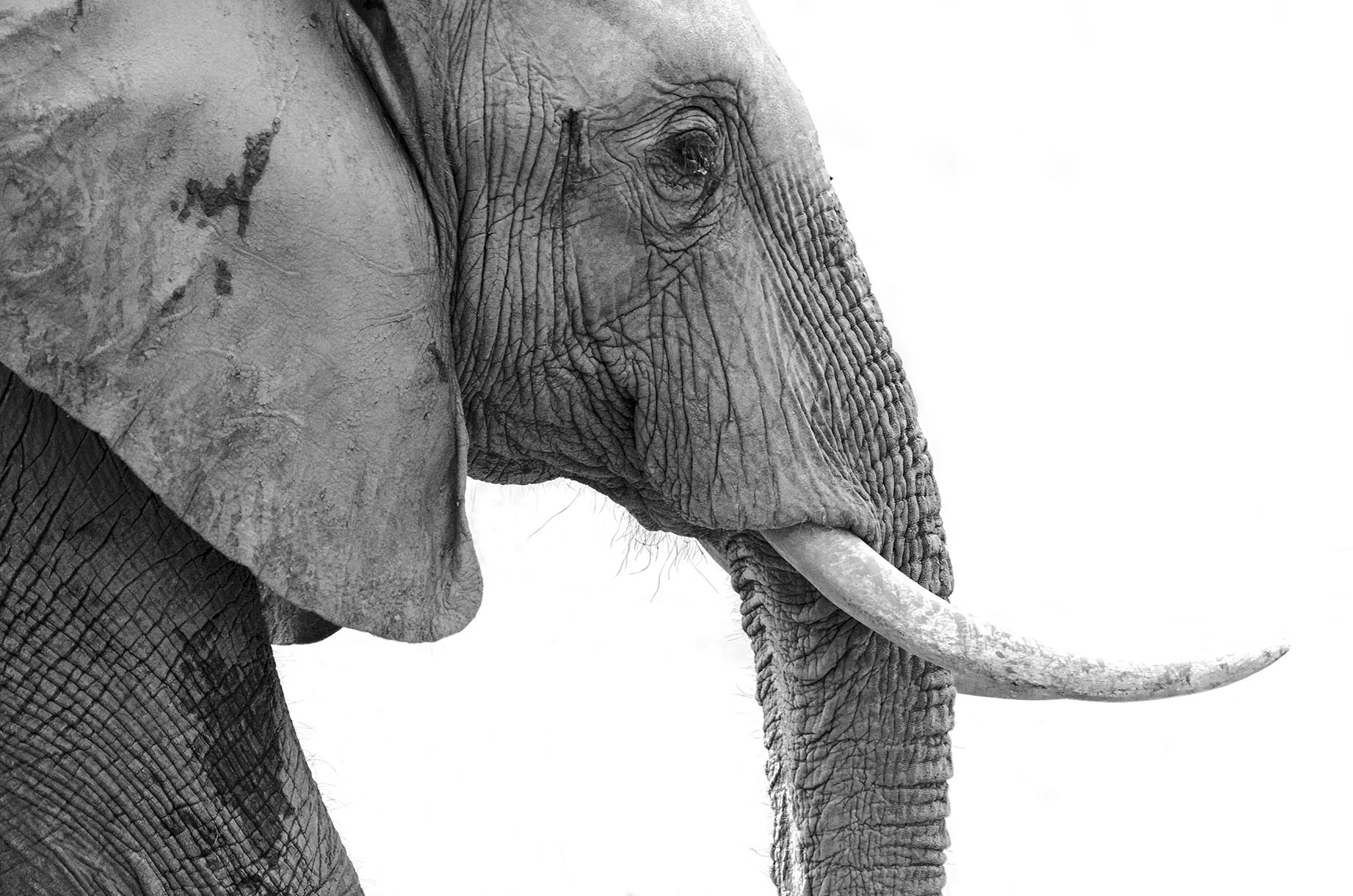 Nikon AF-S Nikkor 200-500mm F5.6E ED VR sample photo. Elephant photography