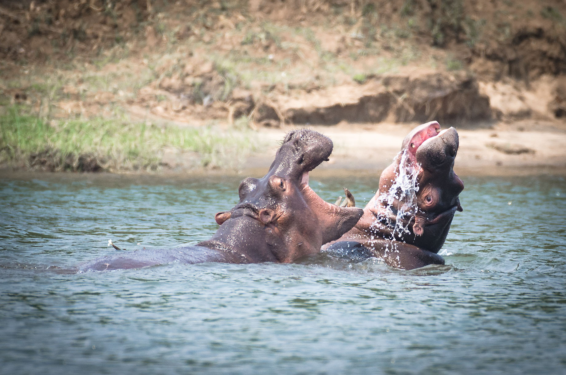 Nikon AF-S Nikkor 200-500mm F5.6E ED VR sample photo. Hippopotamus photography