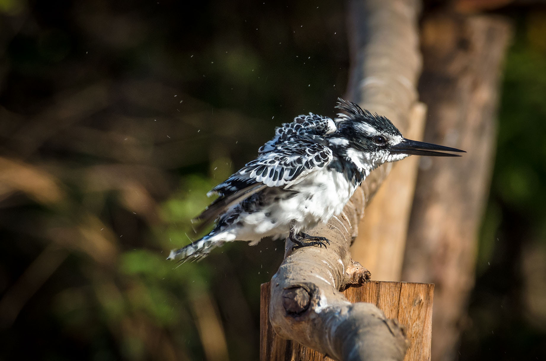 Nikon AF-S Nikkor 200-500mm F5.6E ED VR sample photo. Pied kingfisher photography
