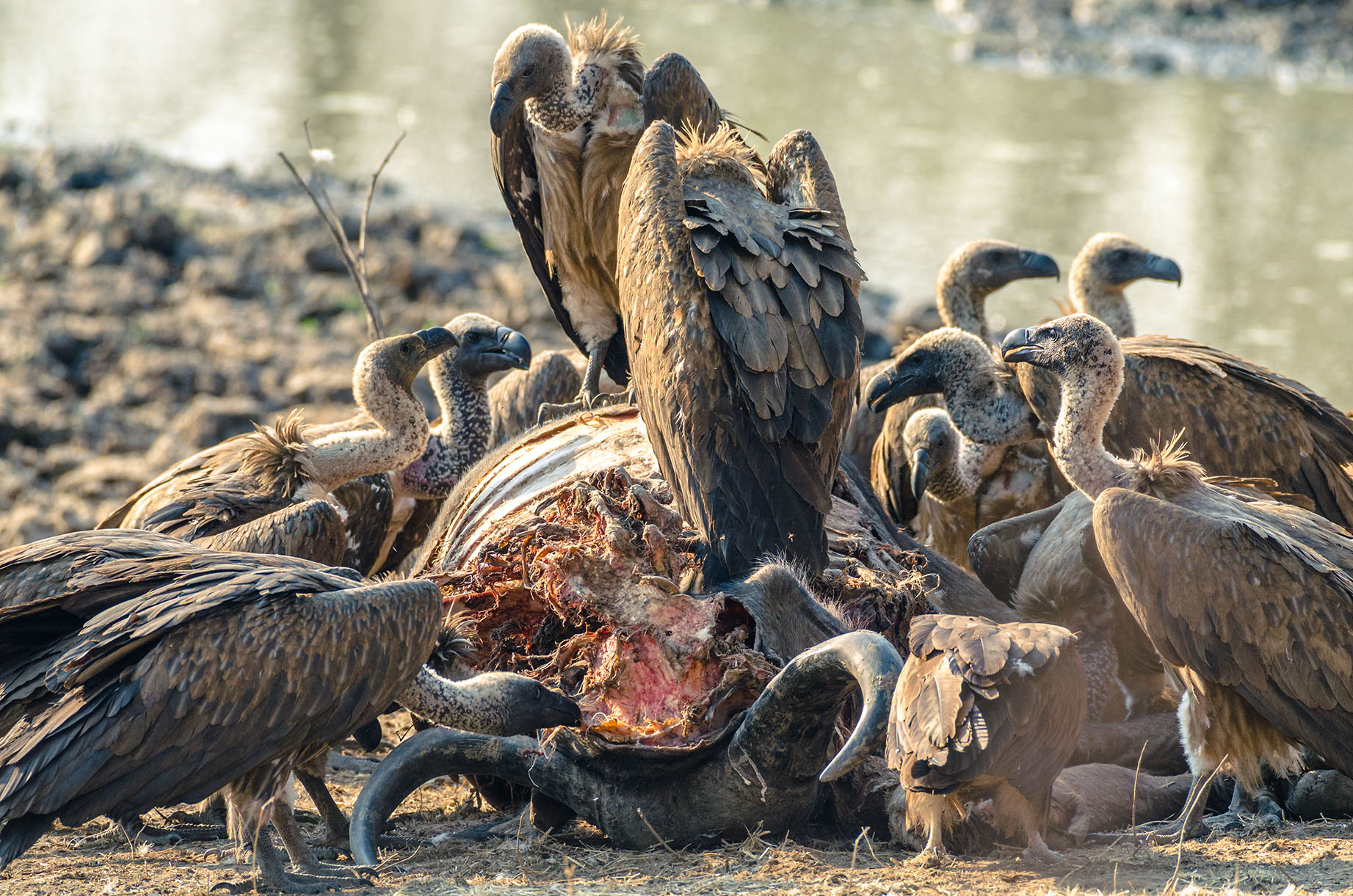 Nikon AF-S Nikkor 200-500mm F5.6E ED VR sample photo. White backed vulture photography