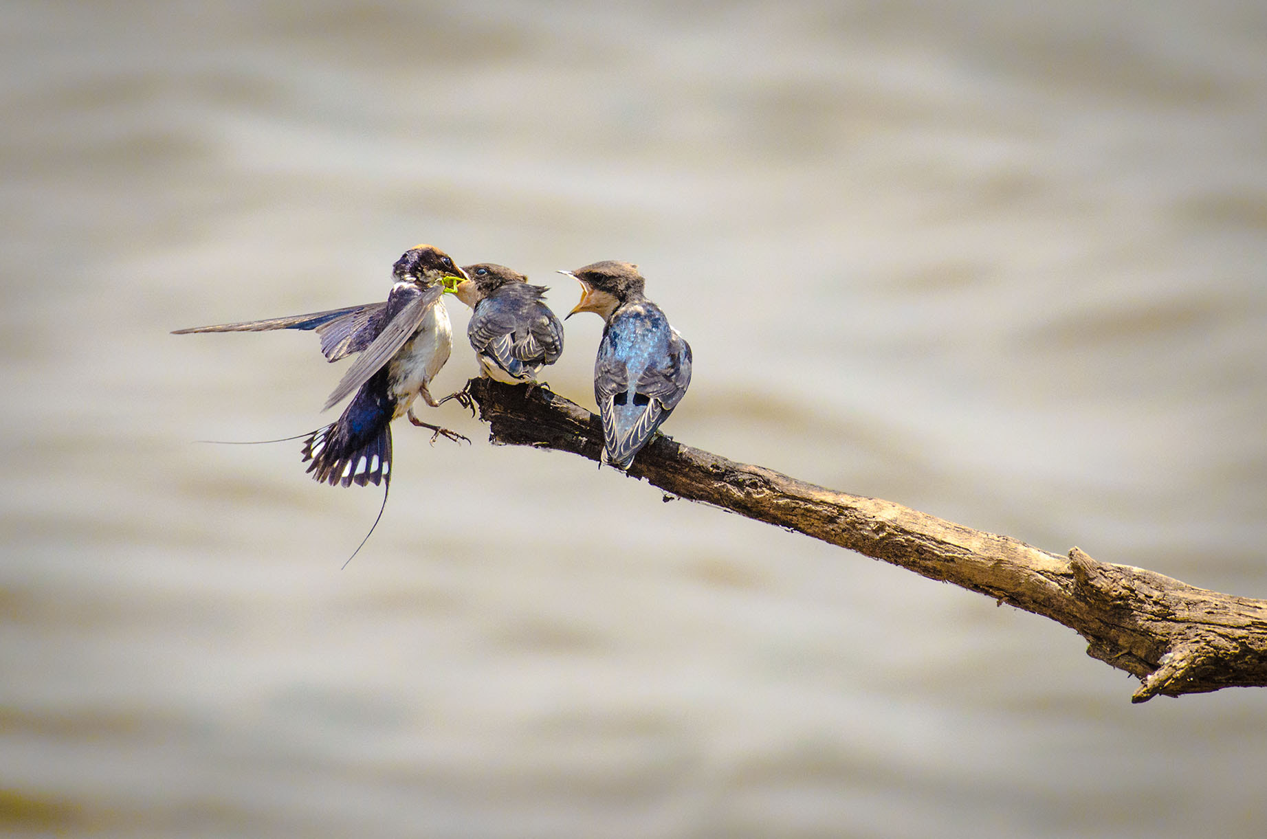 Nikon AF-S Nikkor 200-500mm F5.6E ED VR sample photo. Wire tailed swallow photography